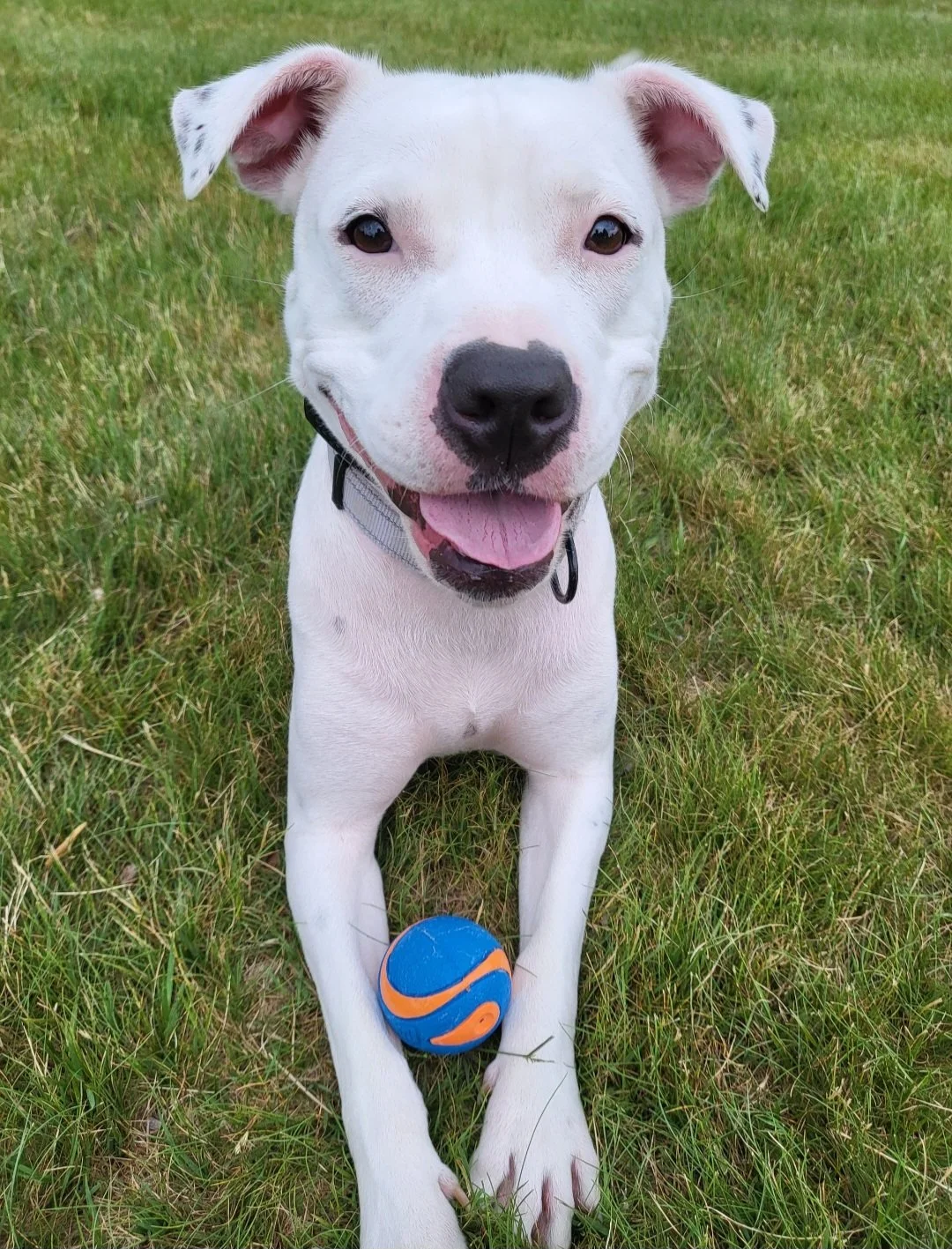 Aerial Moons offical Studio Greeter