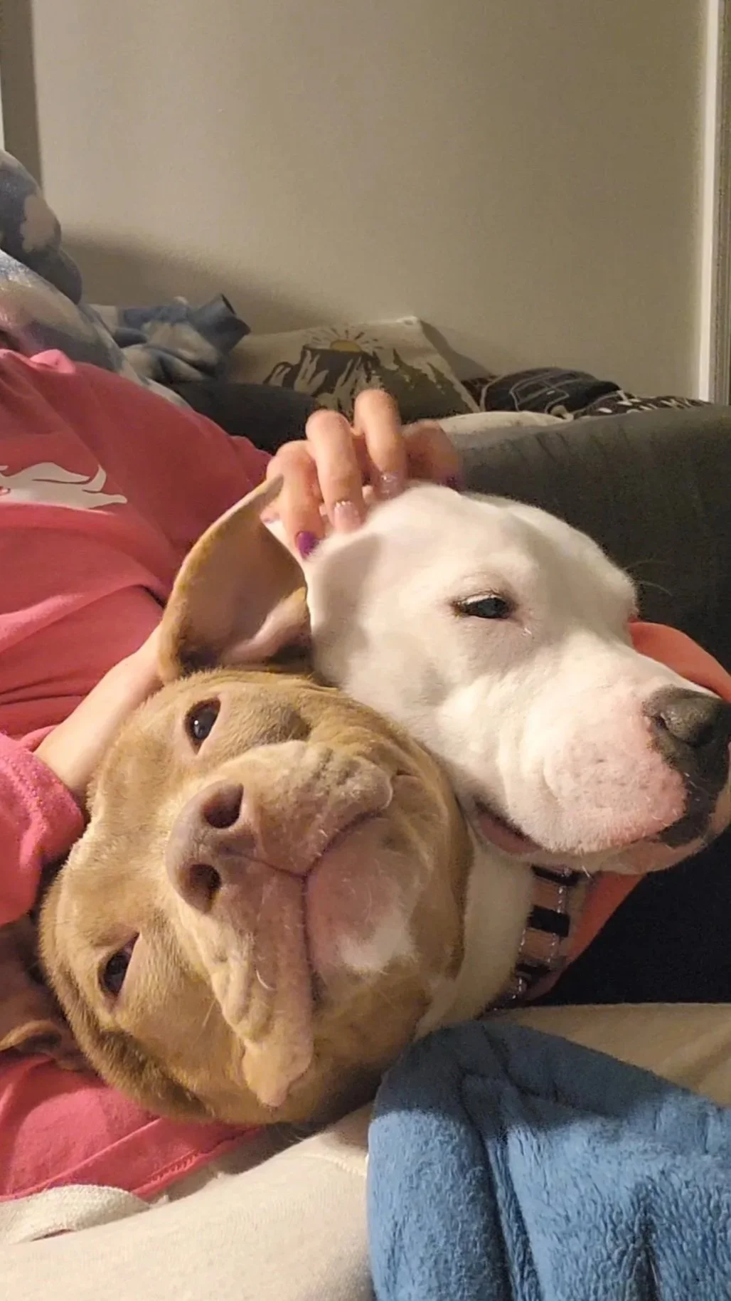 Aerial Moons Official Studio Greeters
