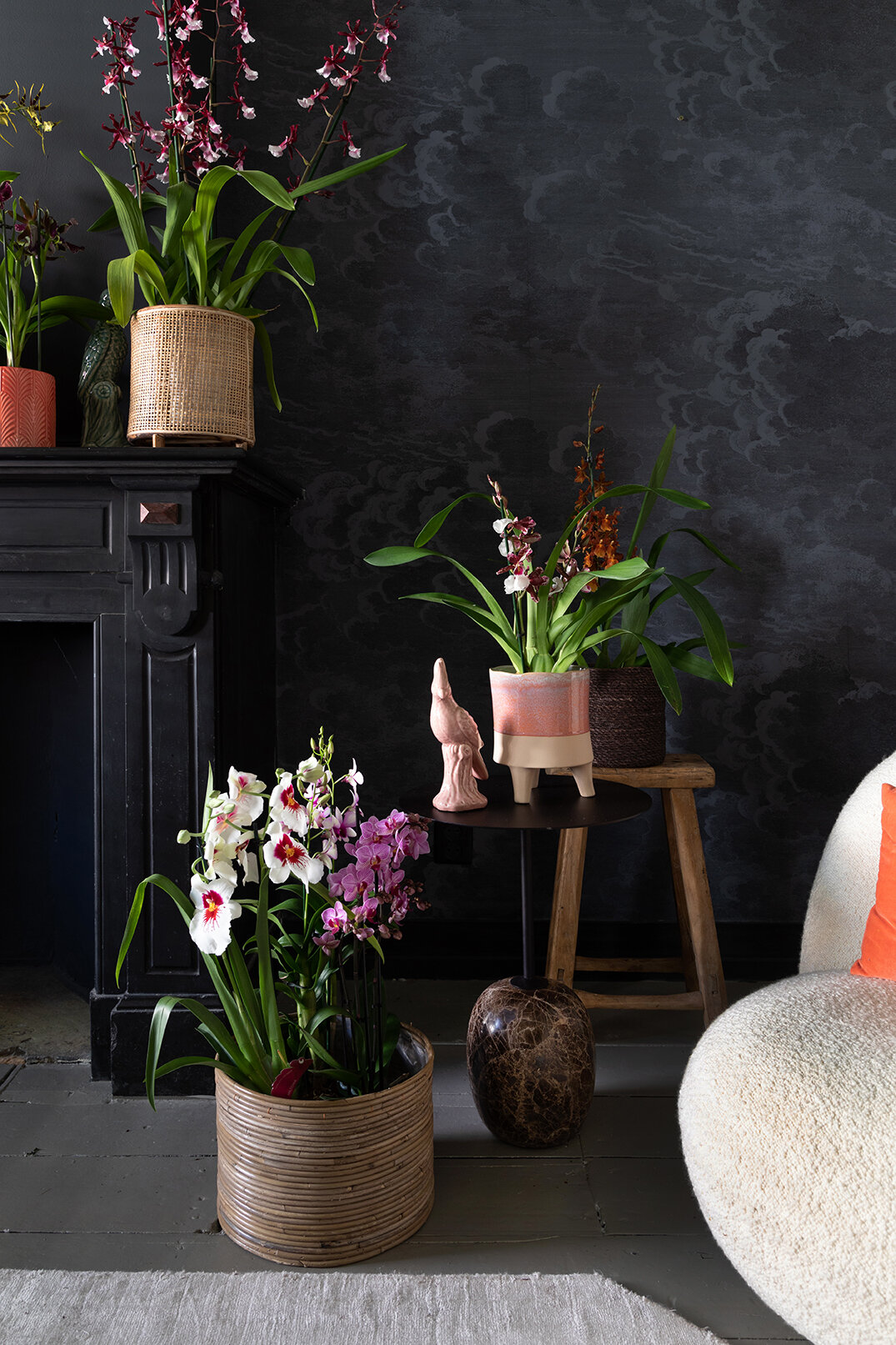 royalty Eenvoud Beeldhouwer Kleurrijke orchideeën als een groene jungle in huis — THE NICE STUFF  COLLECTOR