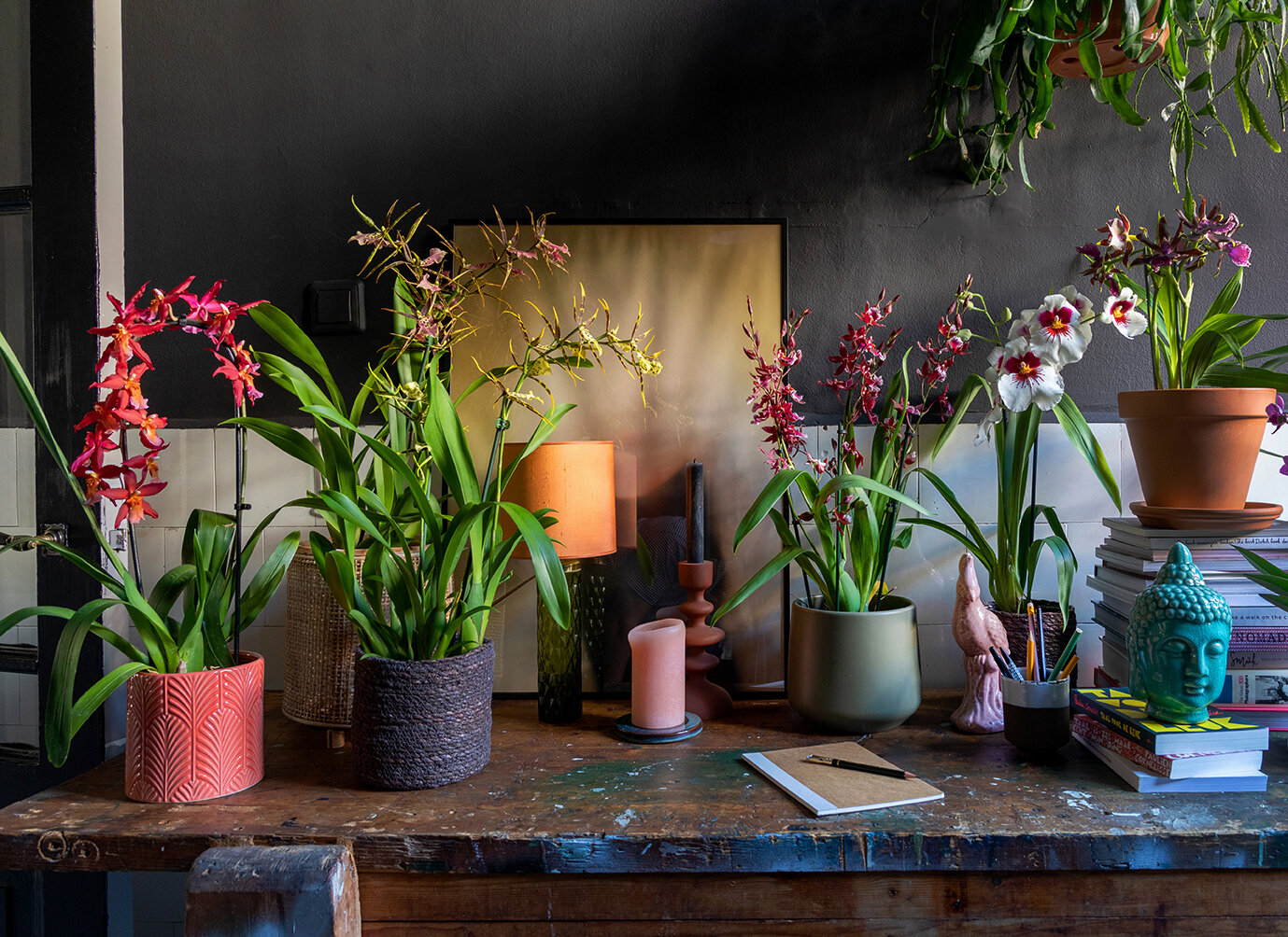 Kleurrijke orchideeën als een groene jungle huis — THE NICE STUFF COLLECTOR