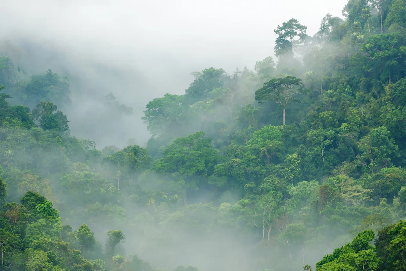 amazon_rainforest_mist_2000x.webp