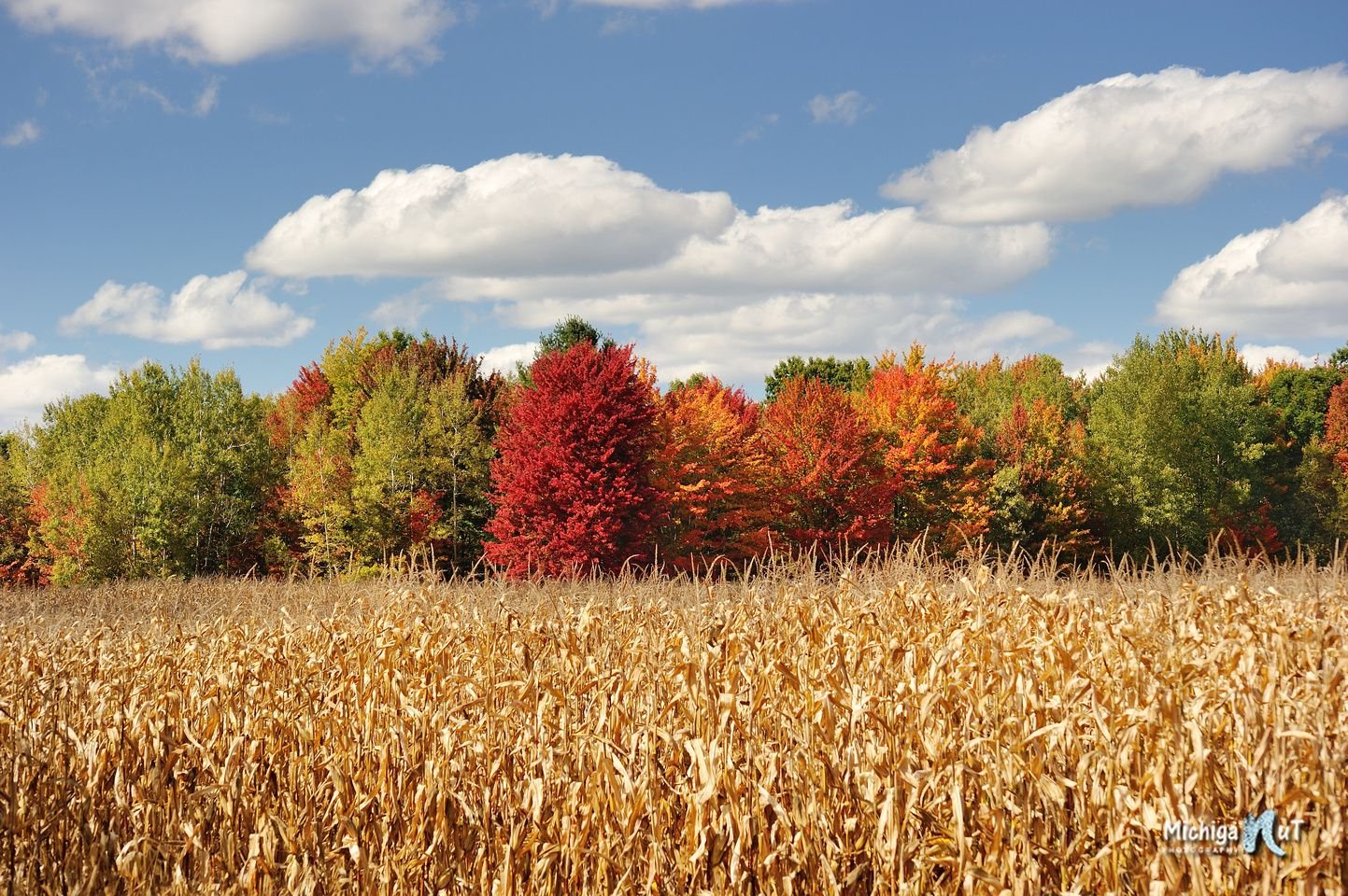 fall field.jpg