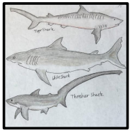  Pacific Ocean Sharks Drawing 