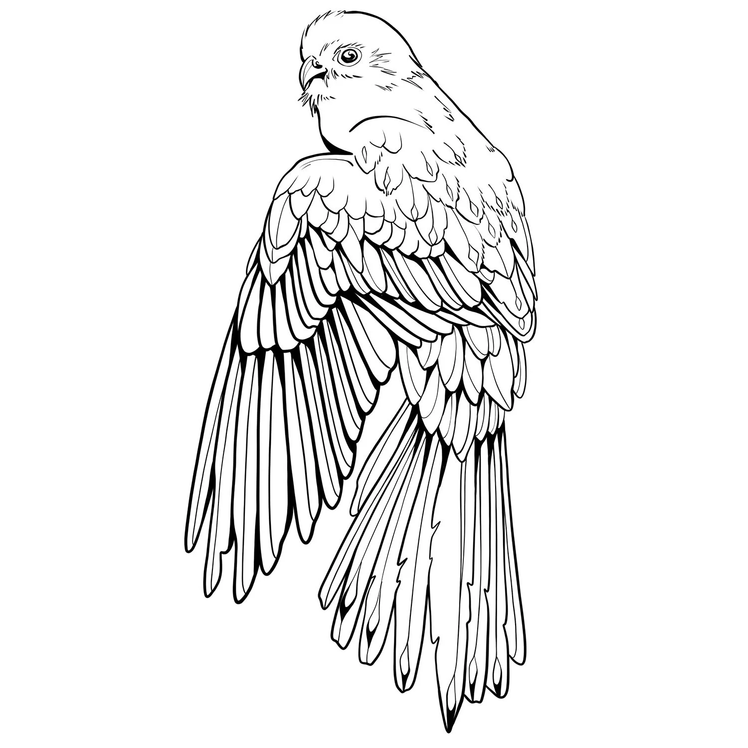 3. Common Kestrel Falcon