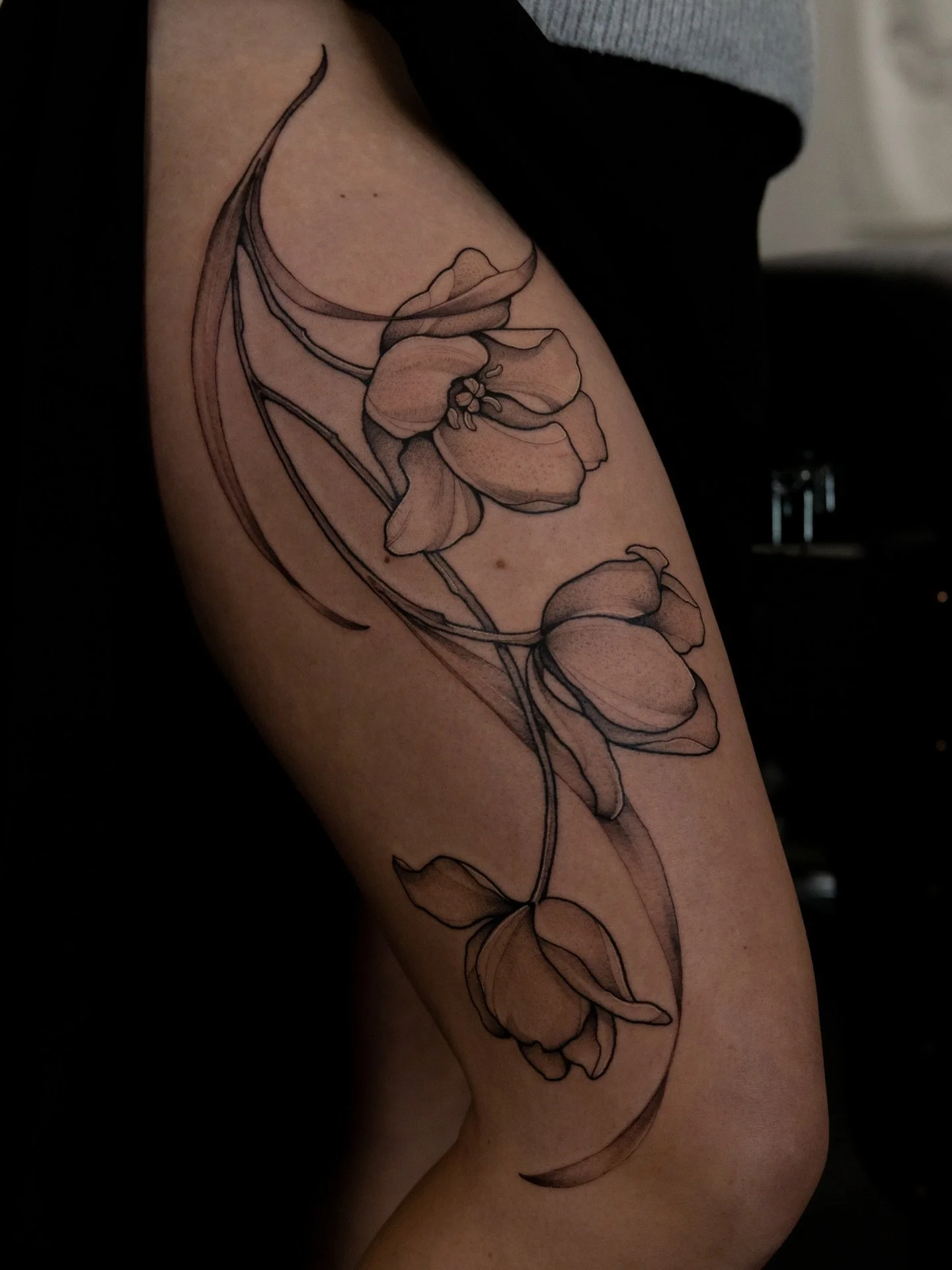 Tulipa from the garden