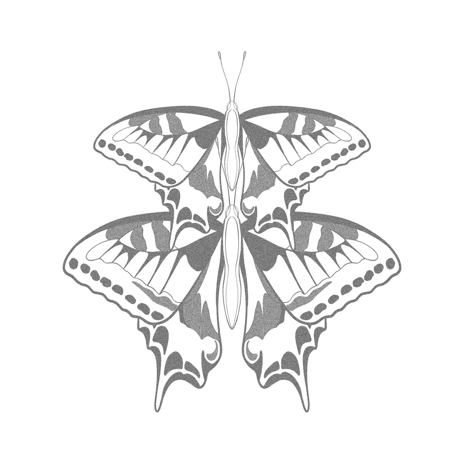 36. Sun Shadow: Papilio Butterflies