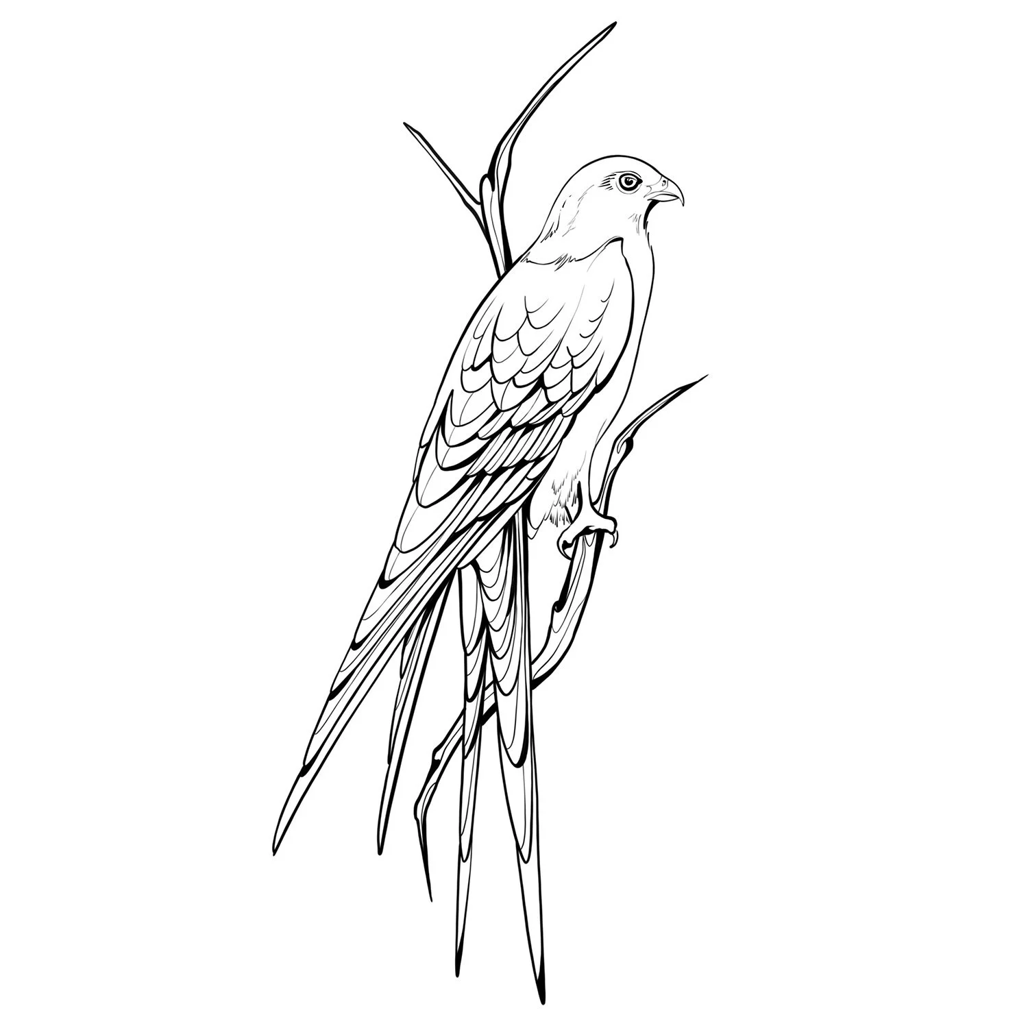 11. Swallow Tailed Kite
