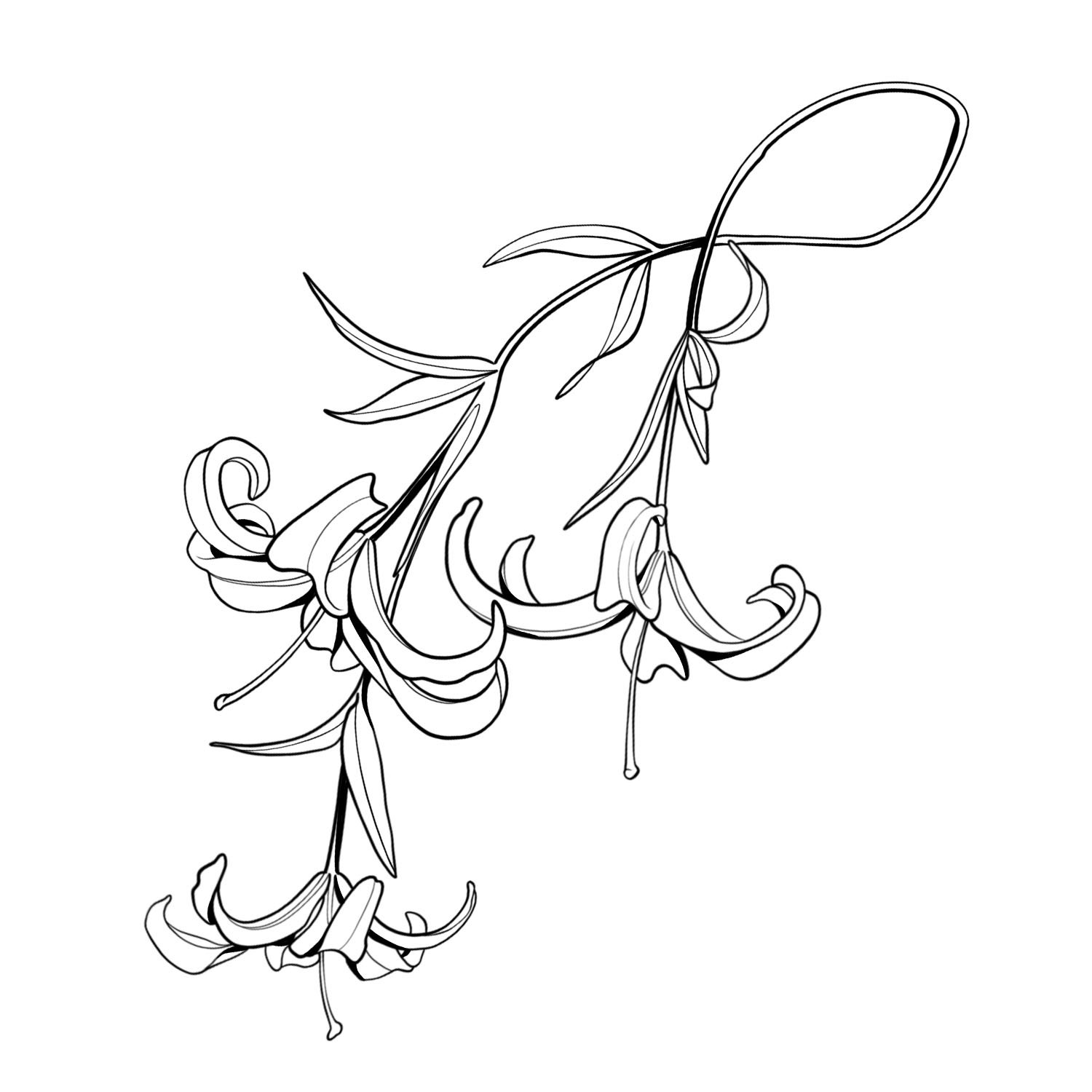 29. Liliums