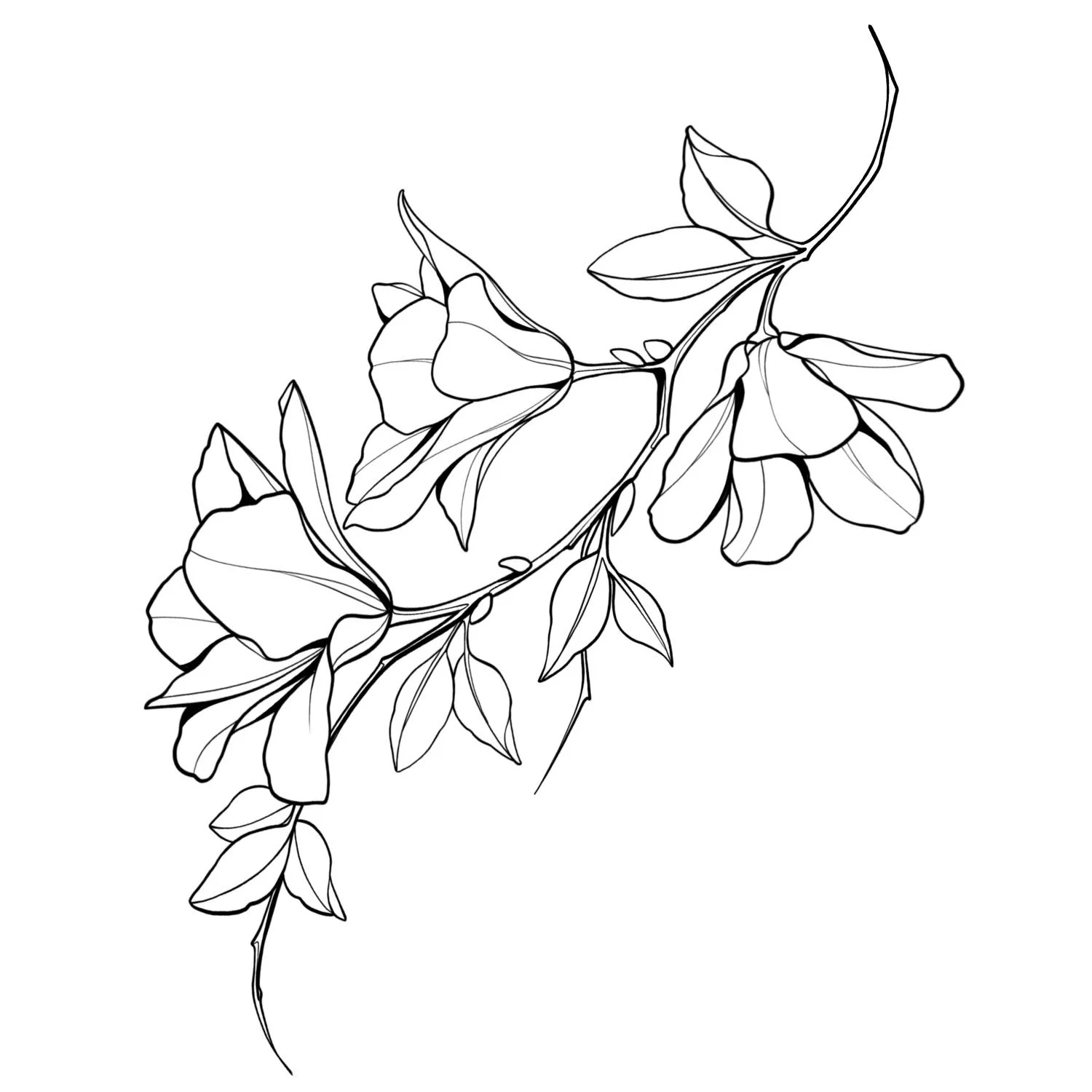 27. Magnolias Liliflora
