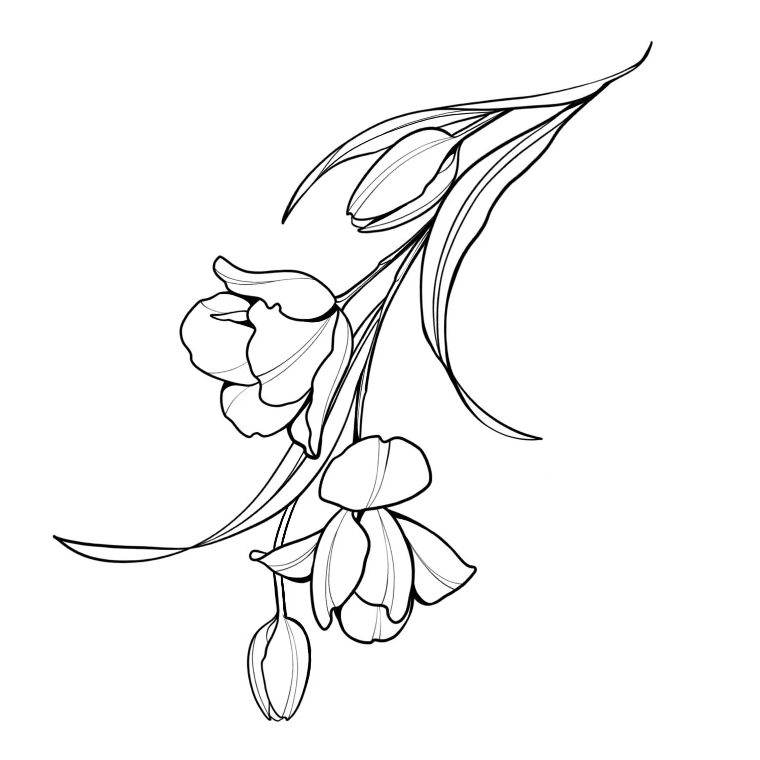 22. Tulipa 2