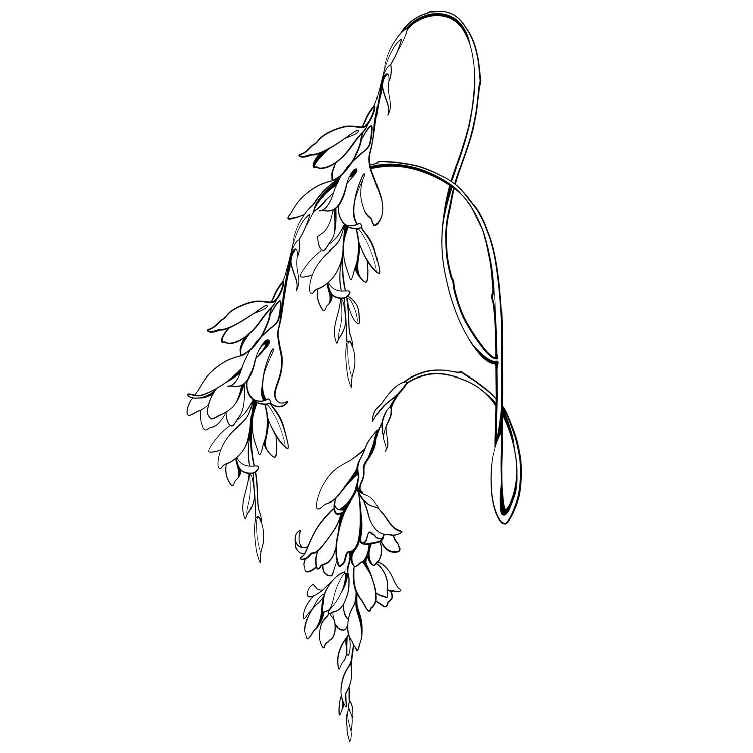 33. Wandflower