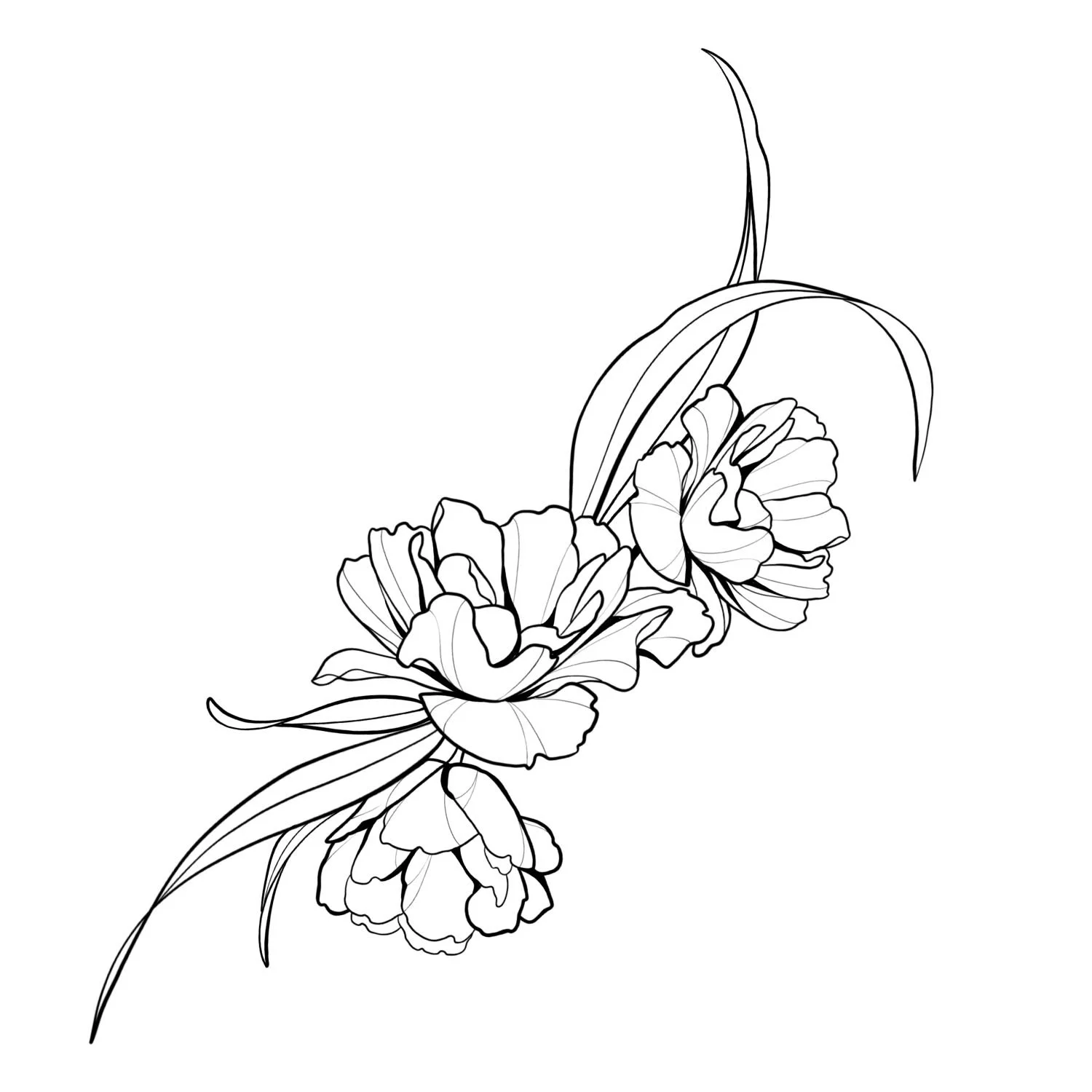 17. Valdivia Double Tulips