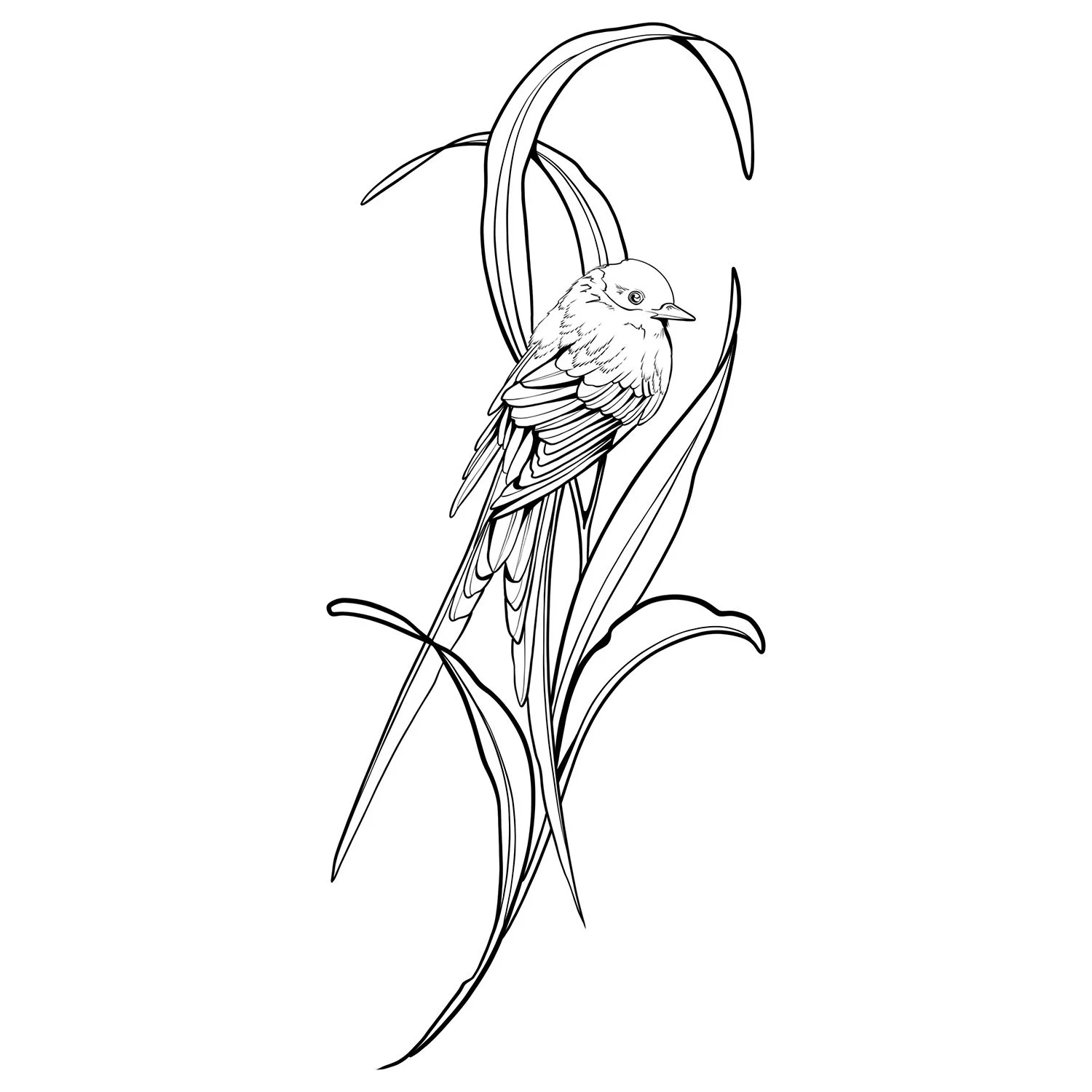 14. Savana Flycatcher