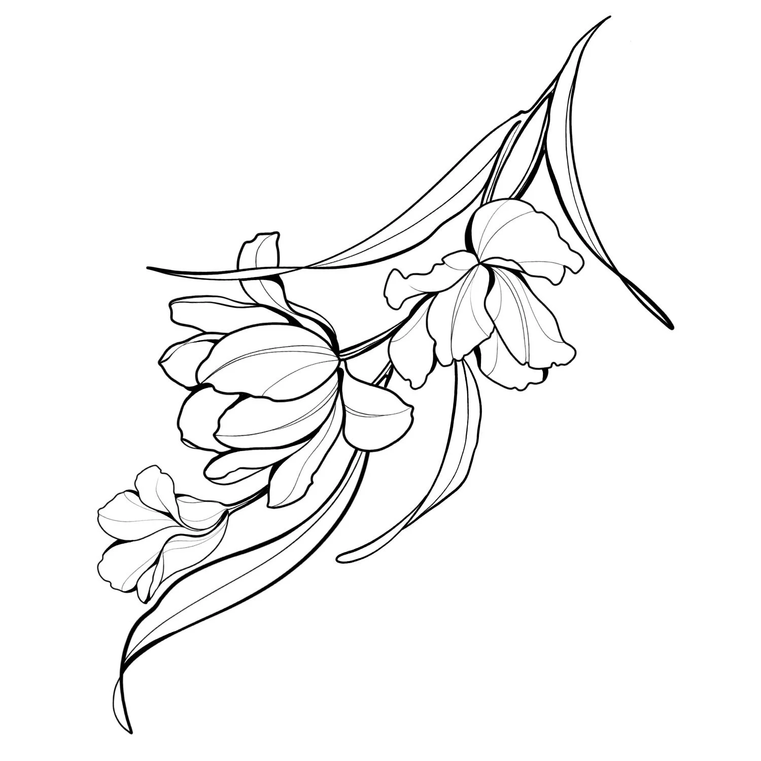 23. Amaryllis