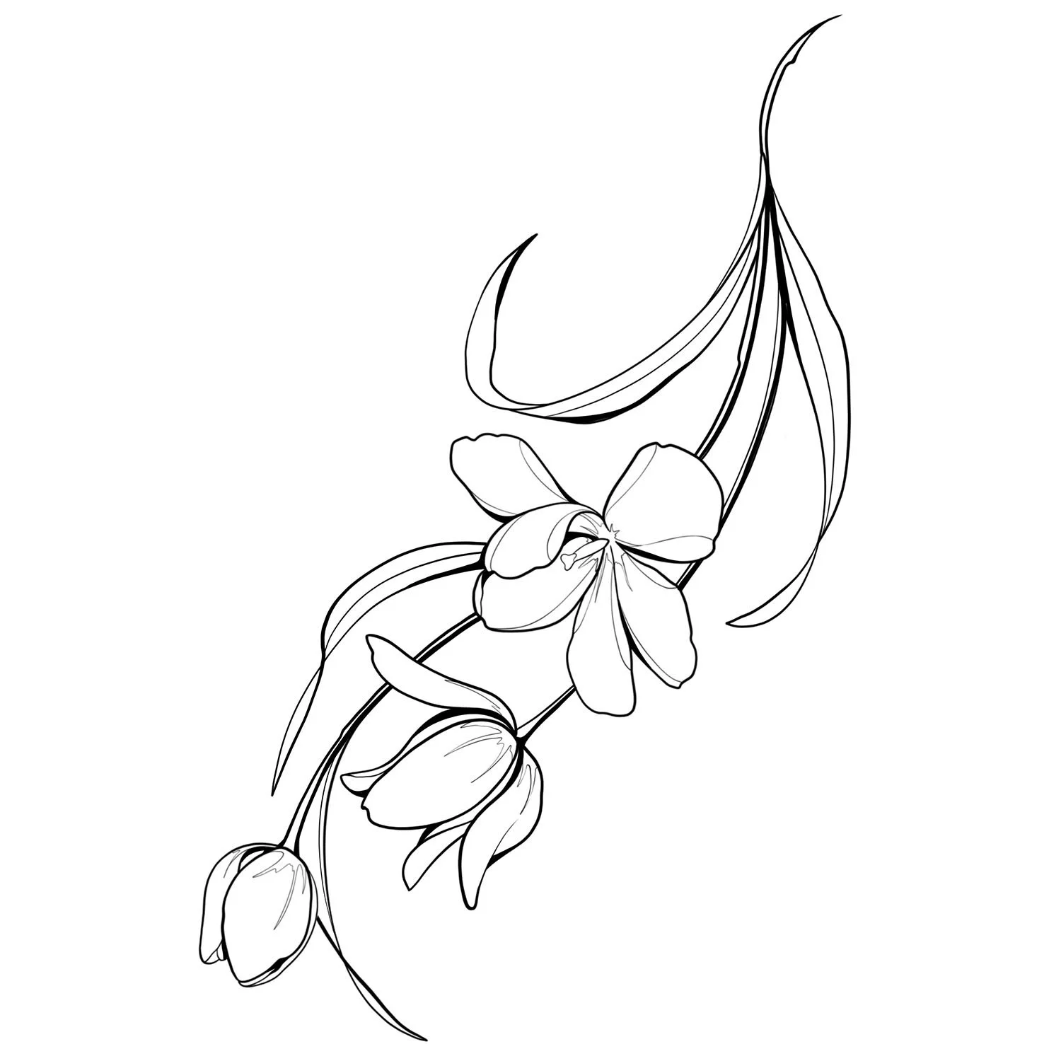 21. Tulipa