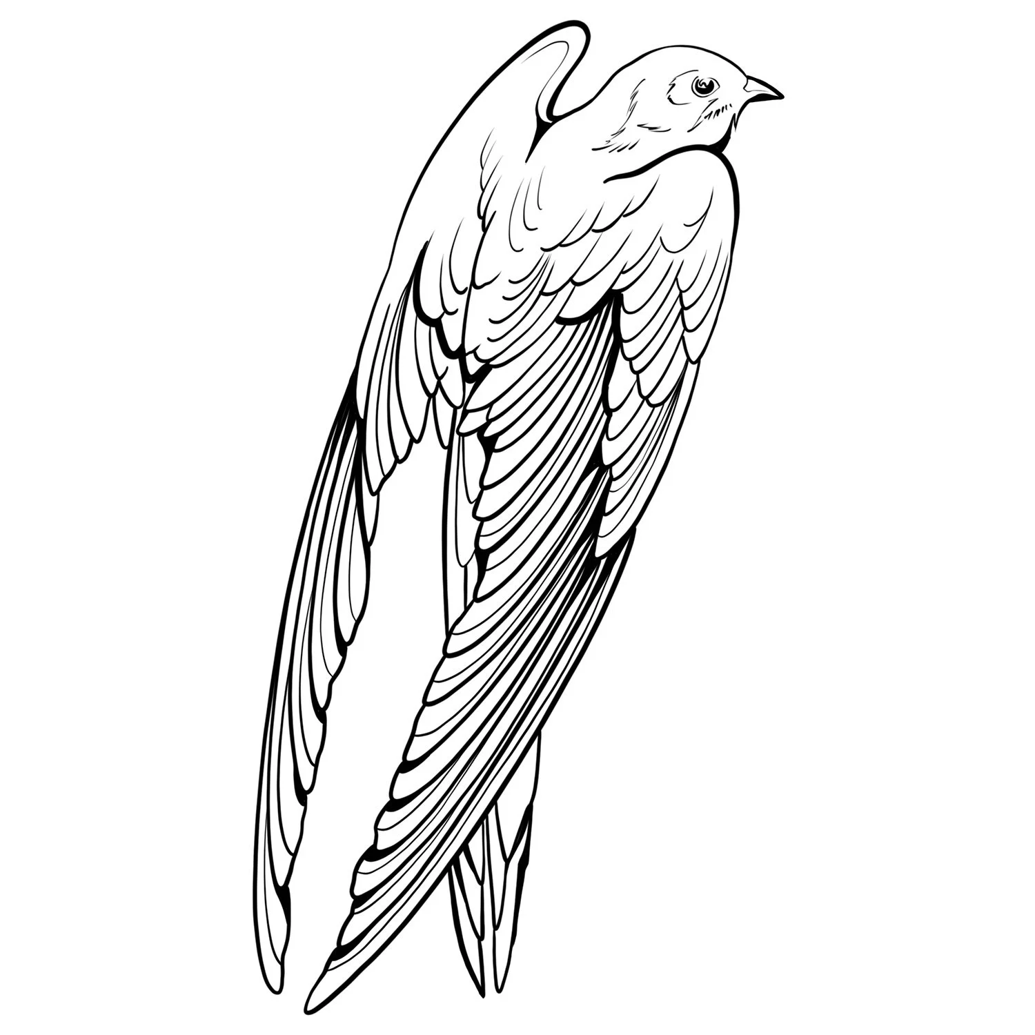 6. White-Collared Swift