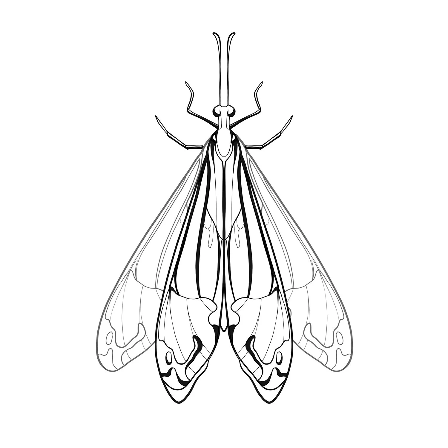 32. Glenurus Gratus