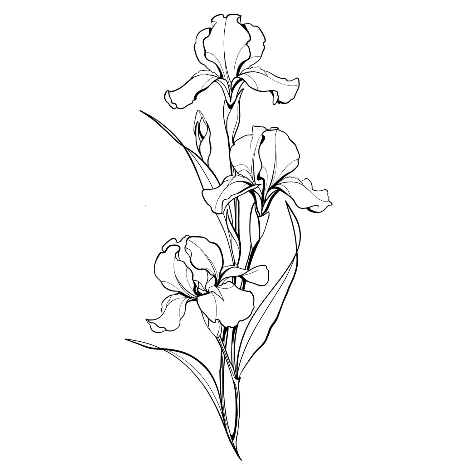 34. Beverly Irises