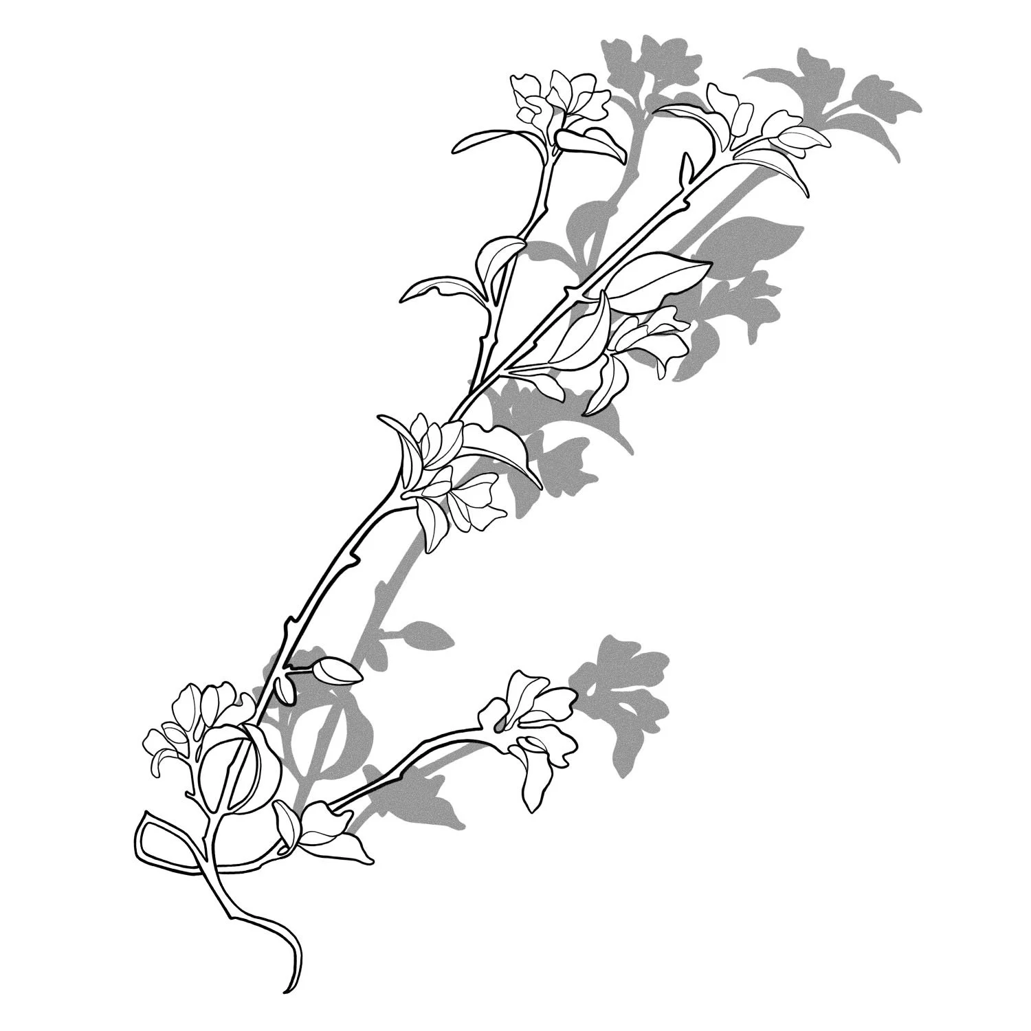 47. Sun Shadow: Larkspur