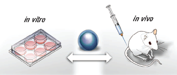 In Vitro vs In Vivo Preclinical Studies