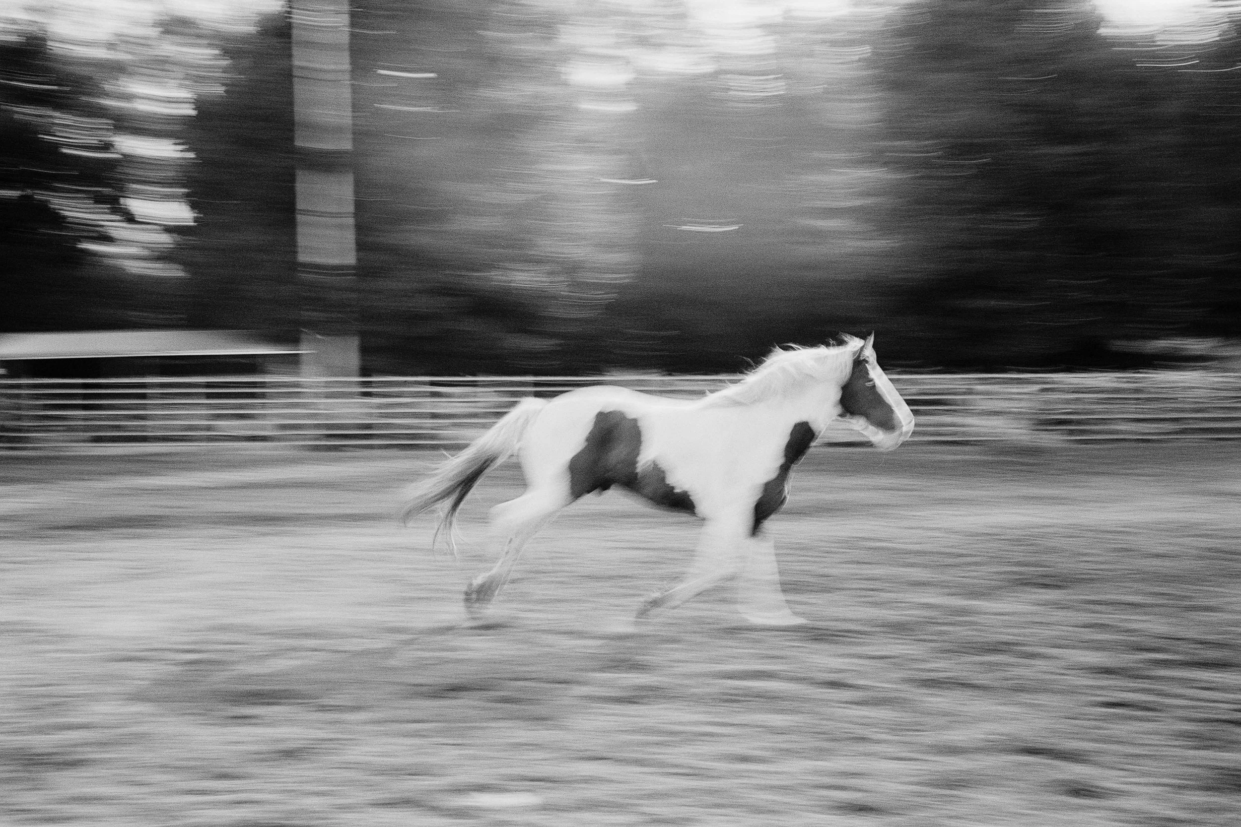Copyright Dario Hardaker 2026