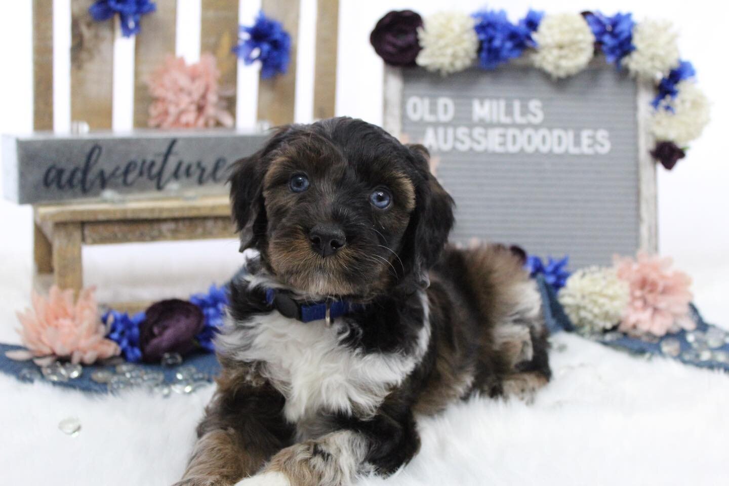 Blue&rsquo;s Christmas Litter at 6 weeks💙❄️

#aussiedoodle #dog #dogsofinstagram #puppy #puppylove #puppies #puppiesofinstagram #cute #aussiepoo #doodle #doodlesofinstagram #hypoallergenic #michigan #love #blueeyes #adorbs