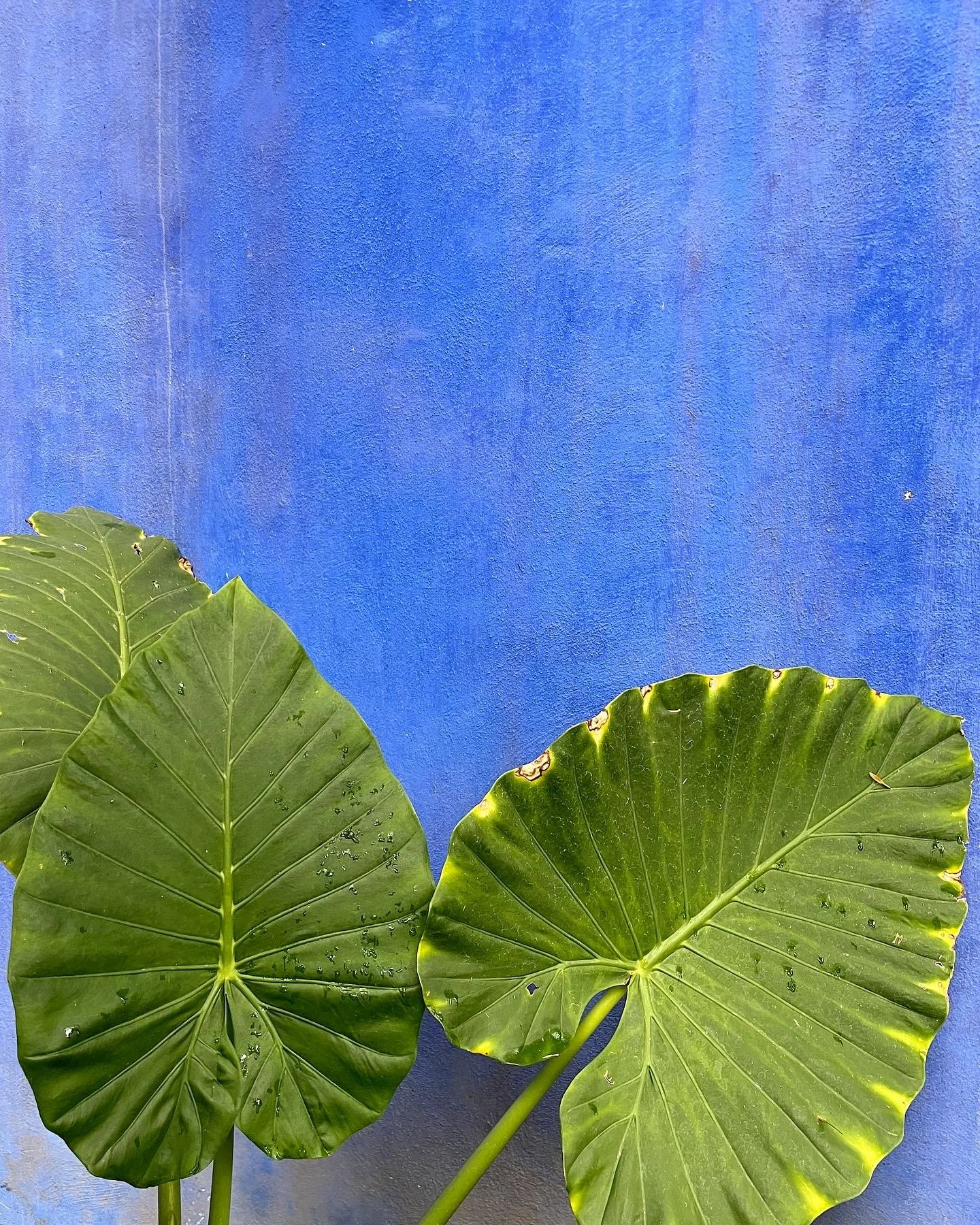 CASA AZUL: A VISUAL STORY