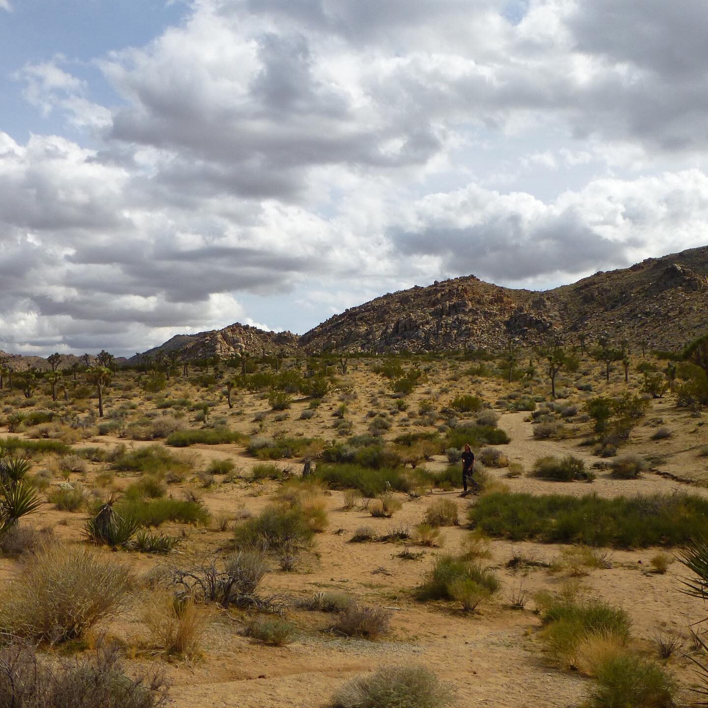 Joshua tree strolls
:
:
#joshuatree #nps #nationalparks #hike #hikersofinstagram #climbing #findyourpark #nationalparkgeek #goparks #america #adventure #opportunity #naturelovers #naturephotography #nature #bigsky #desert #mojavedesert #california #c