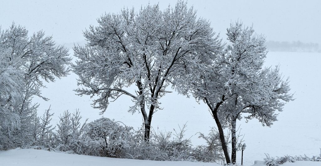 winter_trees_owen_lake_home.jpg