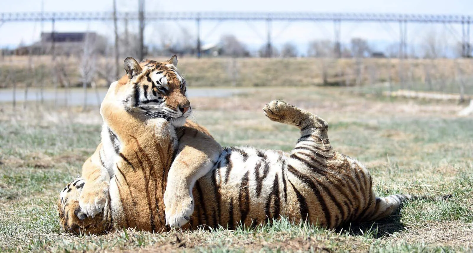 Tigers play at the Wild Animal Sanctuary in Weld County. Photo by Joshua Polson for the NoCo Optimist.