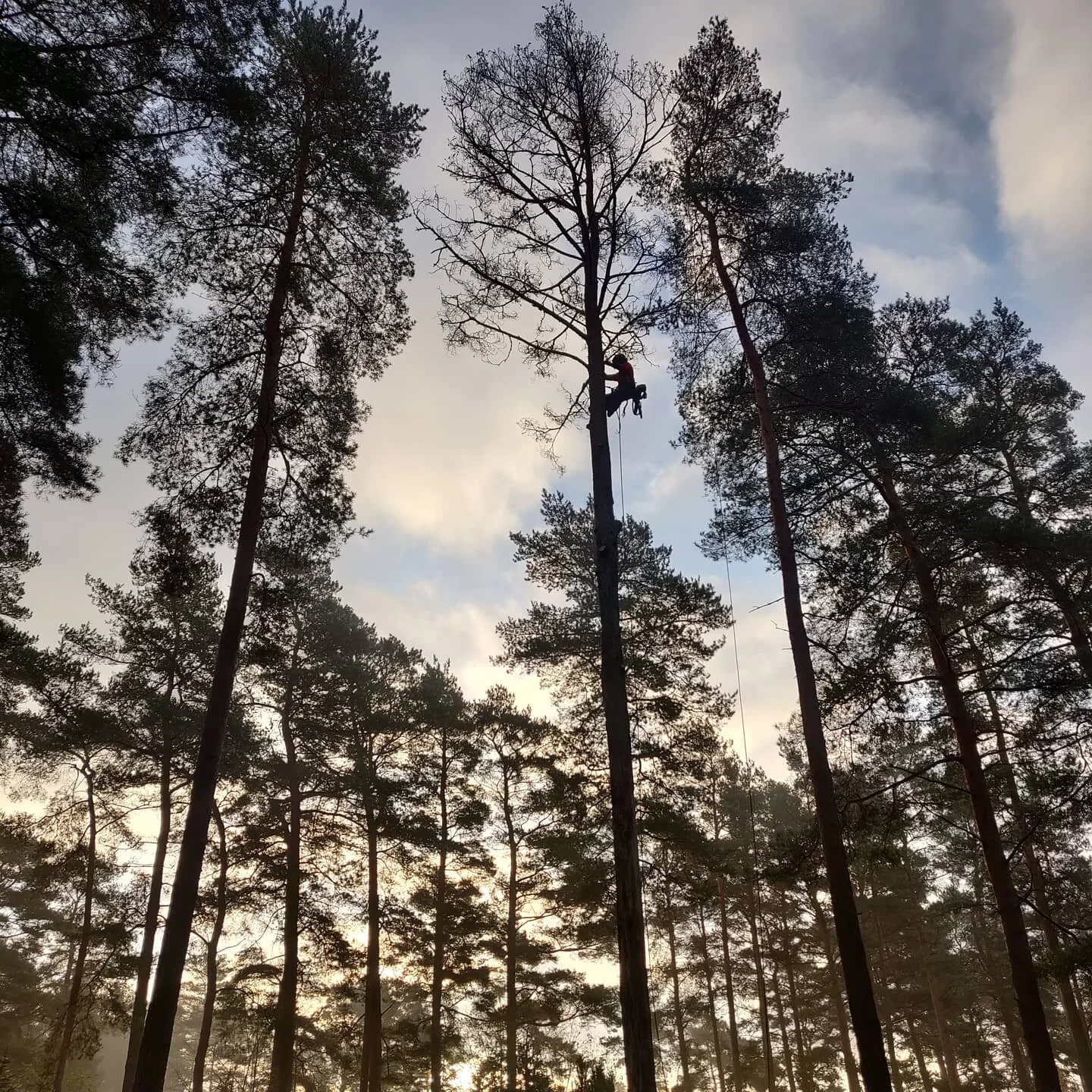 Arborist Nick Hatton tar en riktigt d&ouml;d tall p&aring; ett s&auml;kert s&auml;tt. 🌳⬇️

#arborist #tr&auml;df&auml;llning #sektionsf&auml;llning