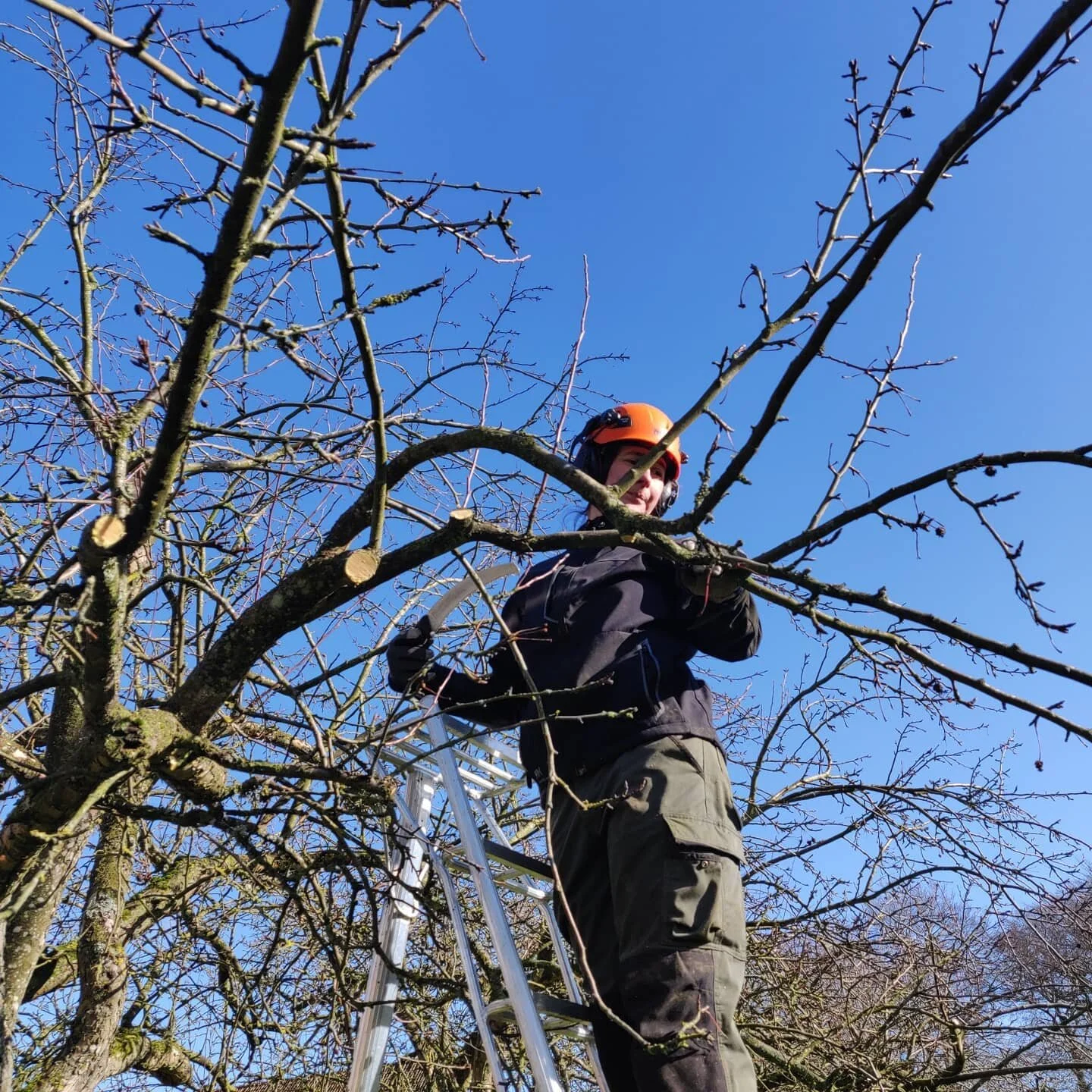 🍎🍏🍎🍏🍎🍏🍎🍏🍎🍏
#frukttr&auml;dsbesk&auml;rning 4ever