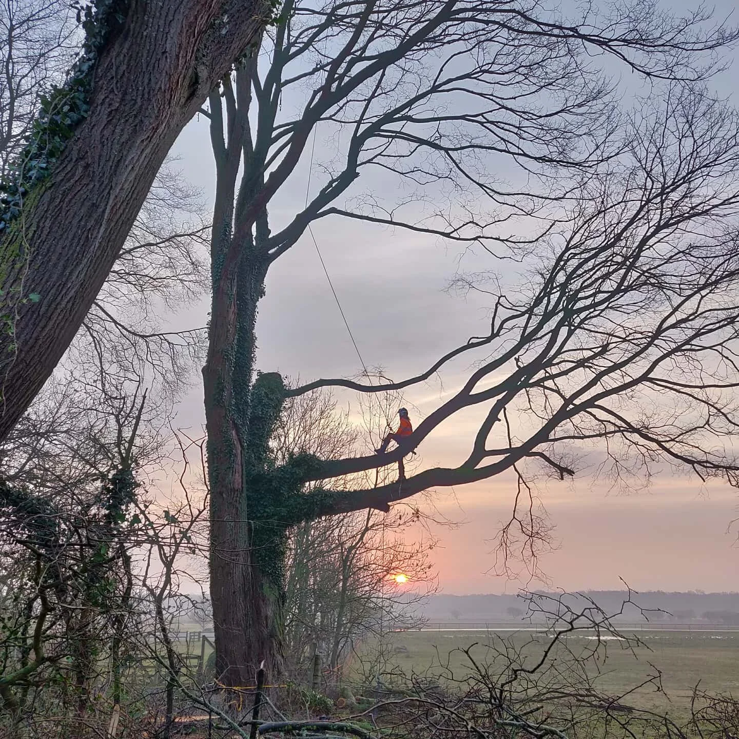 Sektionsf&auml;llning d&ouml;d och d&ouml;ende almar p&aring; &Ouml;land med @tradmastarna
