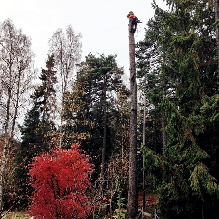 Stockholm, 2013 with @tradmastarna .  @annett_arb #sektionsf&auml;llning a pine, one of the finest arborists I've ever worked with!