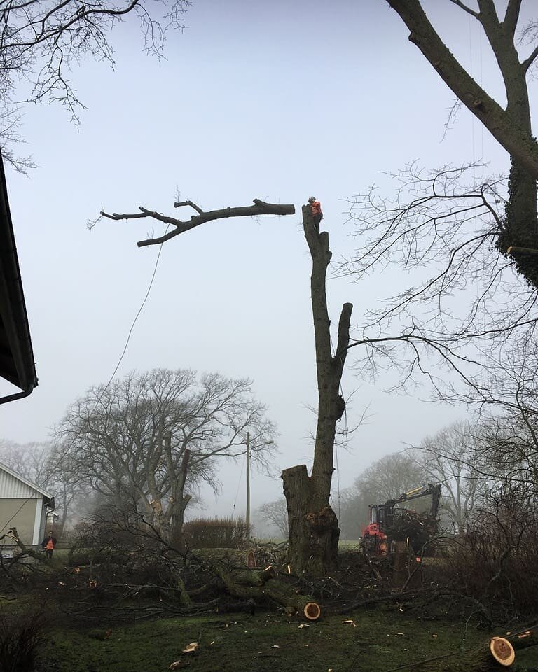 D&ouml;d alm sektionsf&auml;llning p&aring; &Ouml;land.