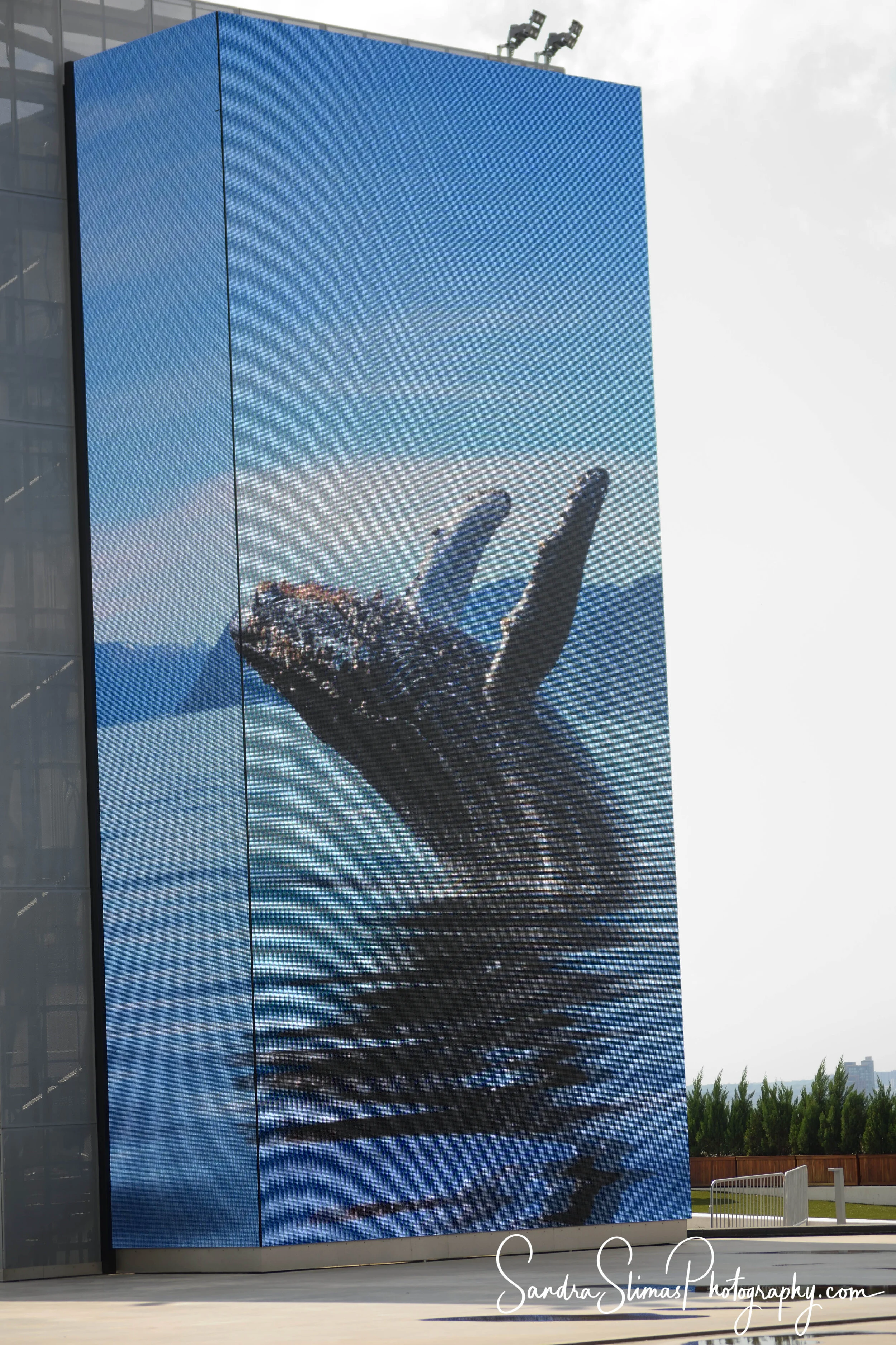 DSC_0127_00001.jpg