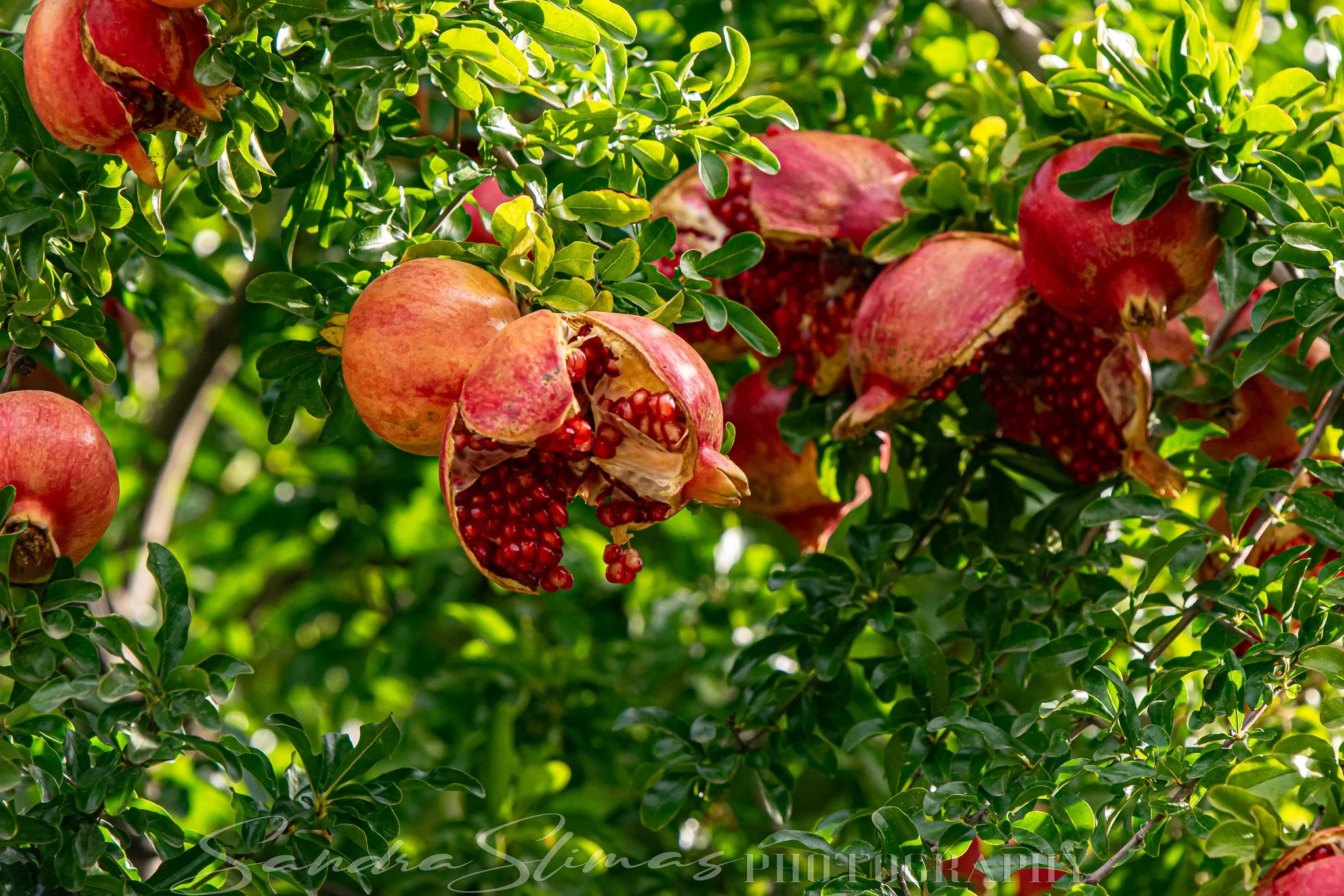 DSC_0490.jpg