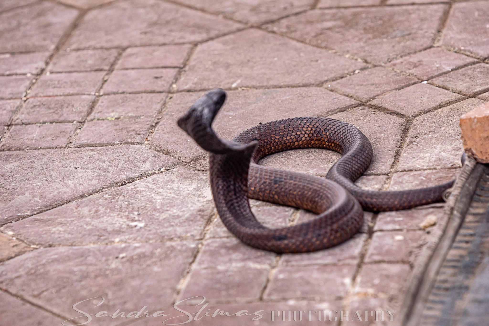 DSC_0811.jpg