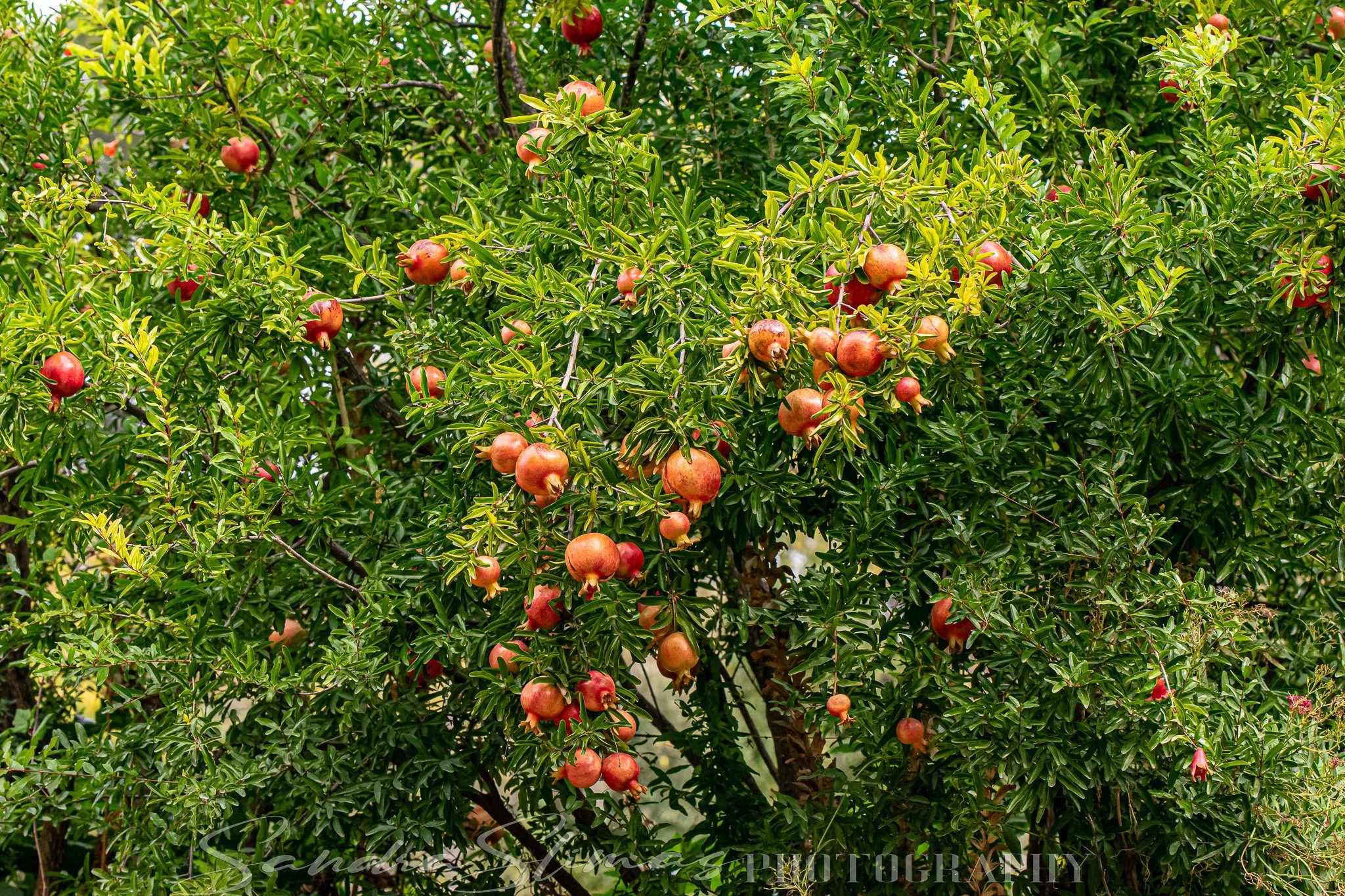 DSC_0334.jpg