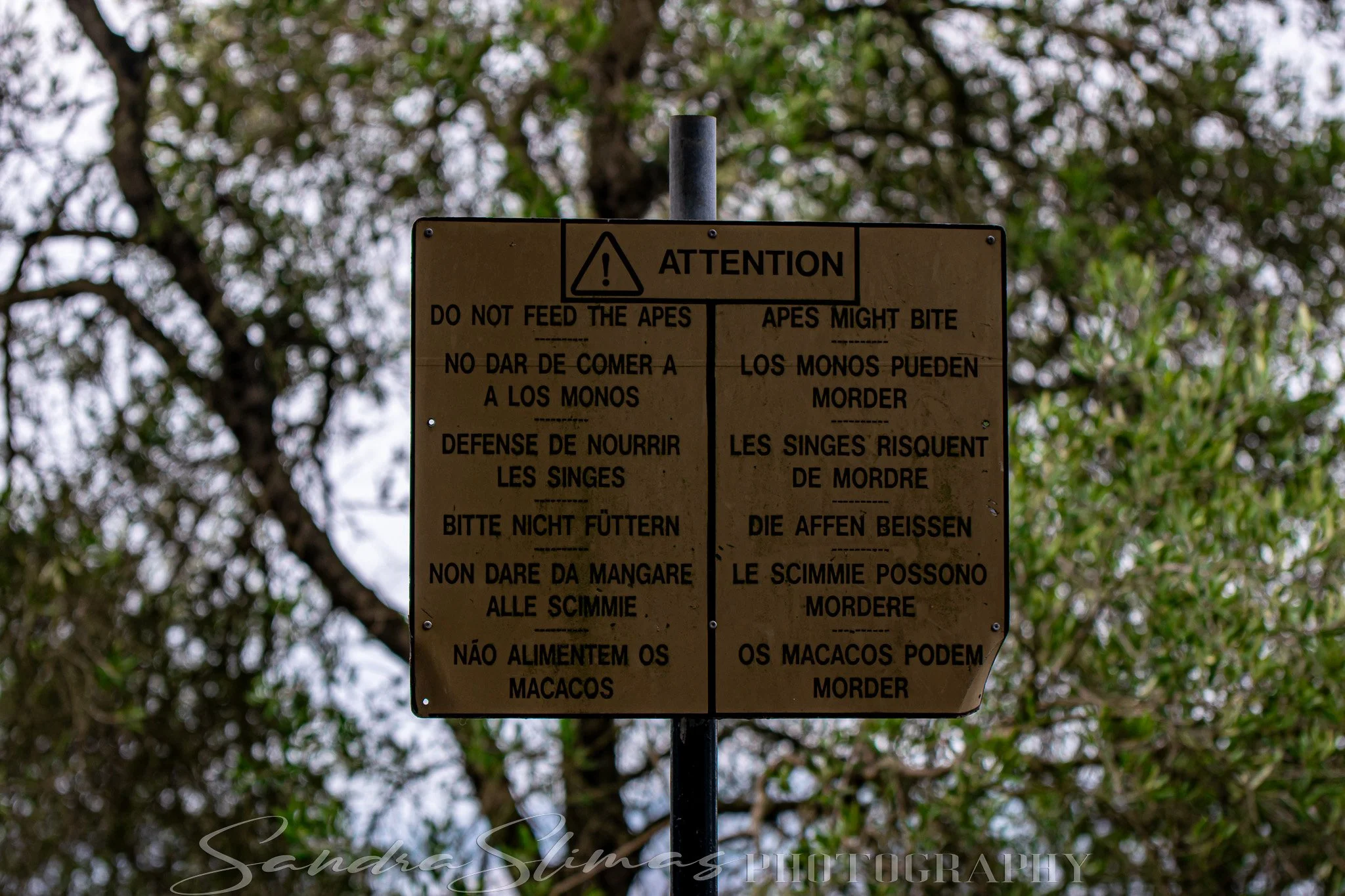 DSC_0545.jpg