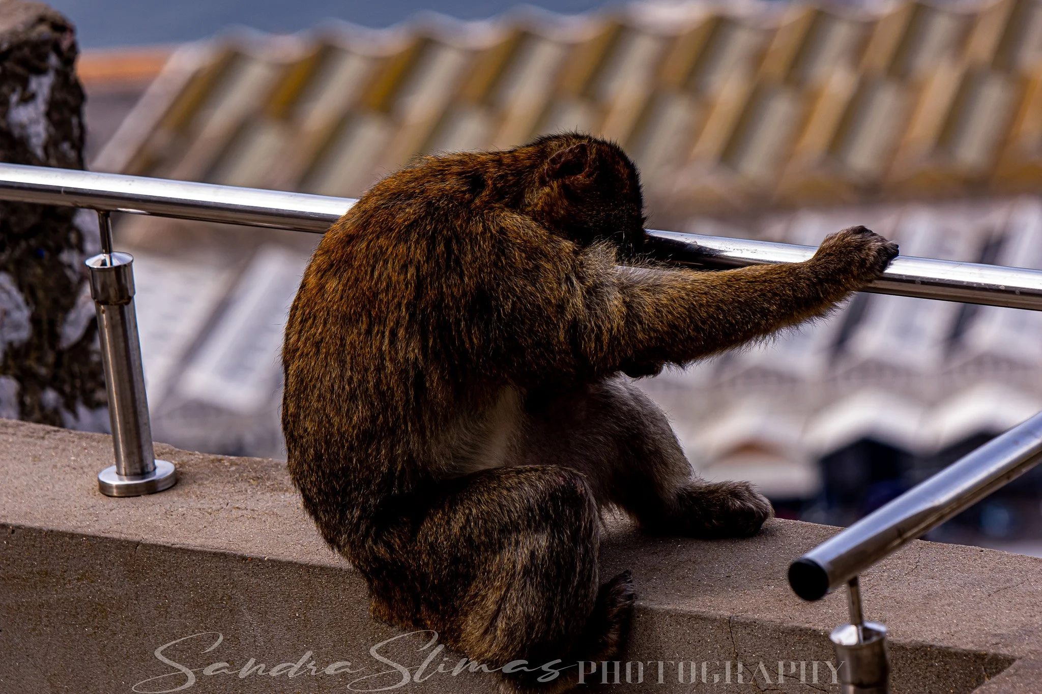 DSC_0552.jpg