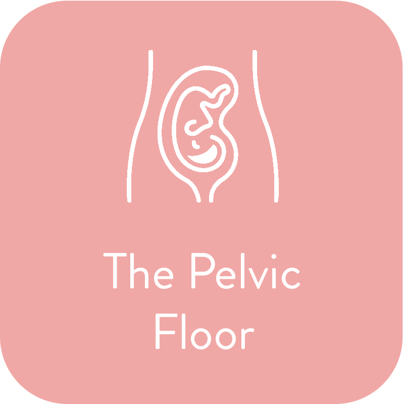 THePelvicFloor.png