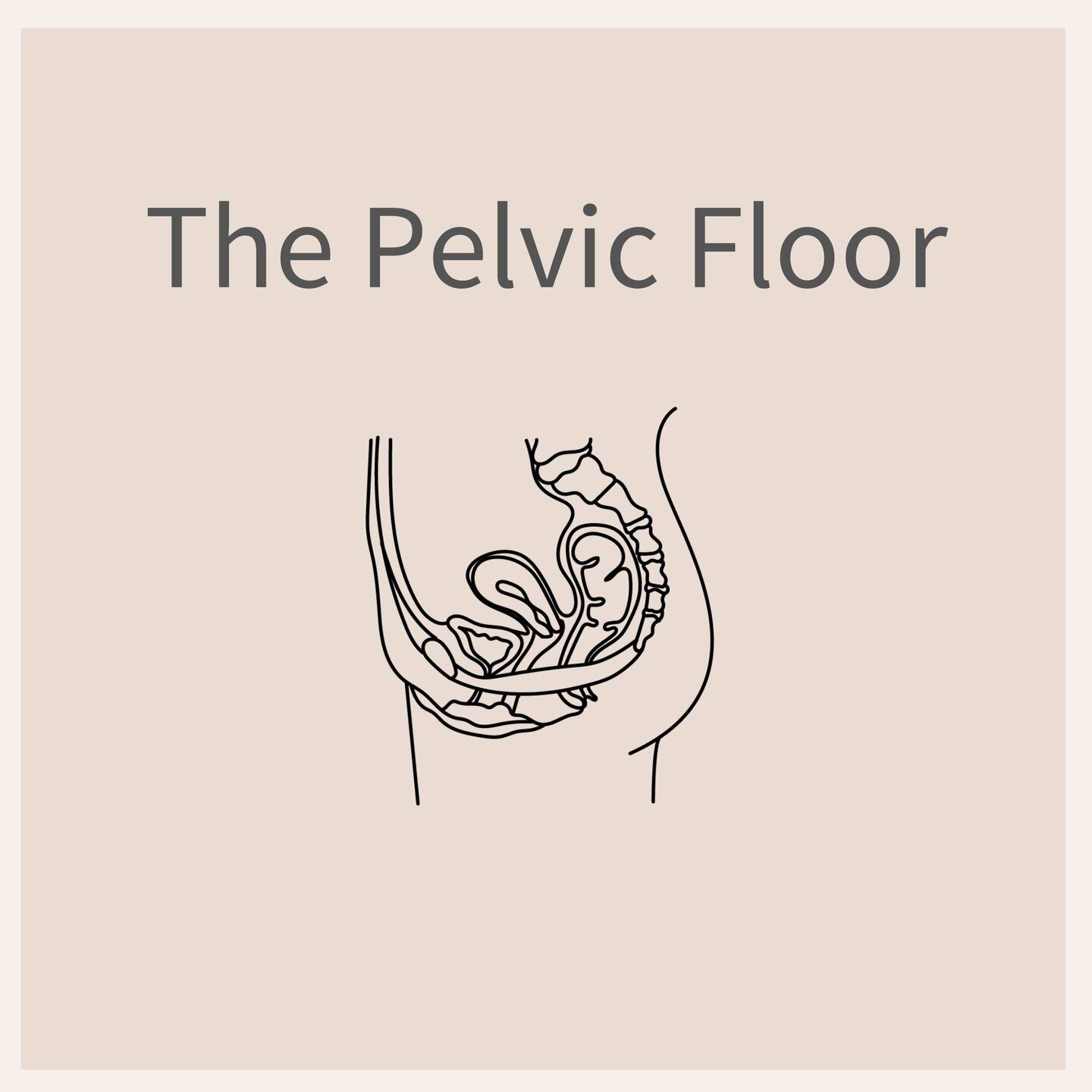 After discussing why you would see a women's health physio for your pelvic floor, we thought the best thing we could give you n is access to our Pelvic Floor Education Video. This video takes you through the ins and outs of your pelvic floor and demy