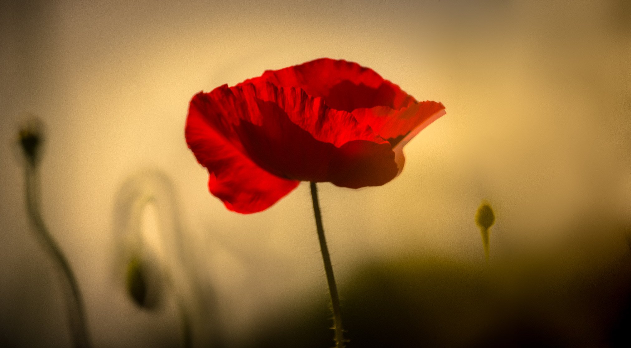 _RO_7006-Edit-Edit_web.jpg