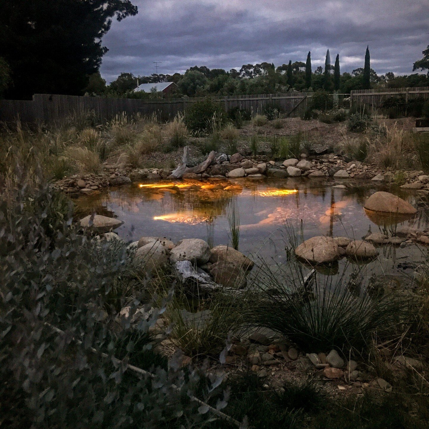 One of our natural ecosystem ponds glowing at last light. Nothing beats cooling down in your natural pond.