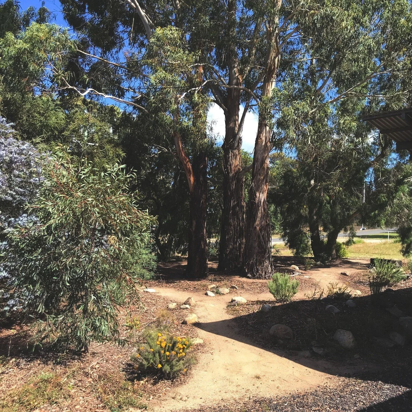 We designed and created this beautiful little front garden in Birregurra. Weaving pathways, flowering local natives, and recycled timber seating naturally integrated with the beautiful existing mature eucalypts. Four years on, we just completed the g