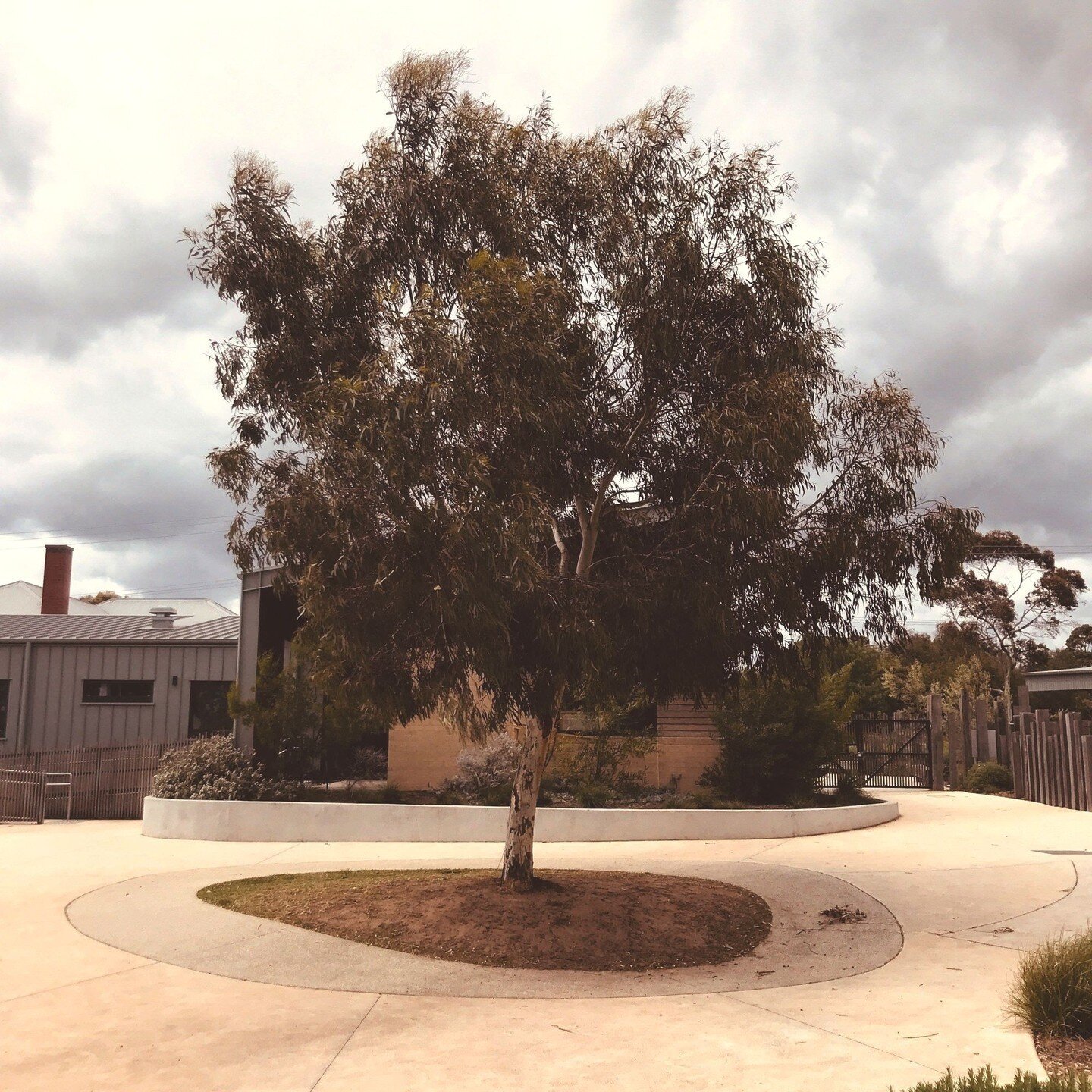 Beautiful landscaping elements from the original landscaping project at Mary Mackillop Primary School. Creates such a great space for students to play and immerse themselves in. I love it; shoutout to the crew who created this beautiful space.
