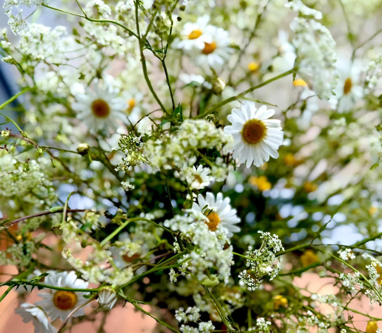 GROW Wild Flowers