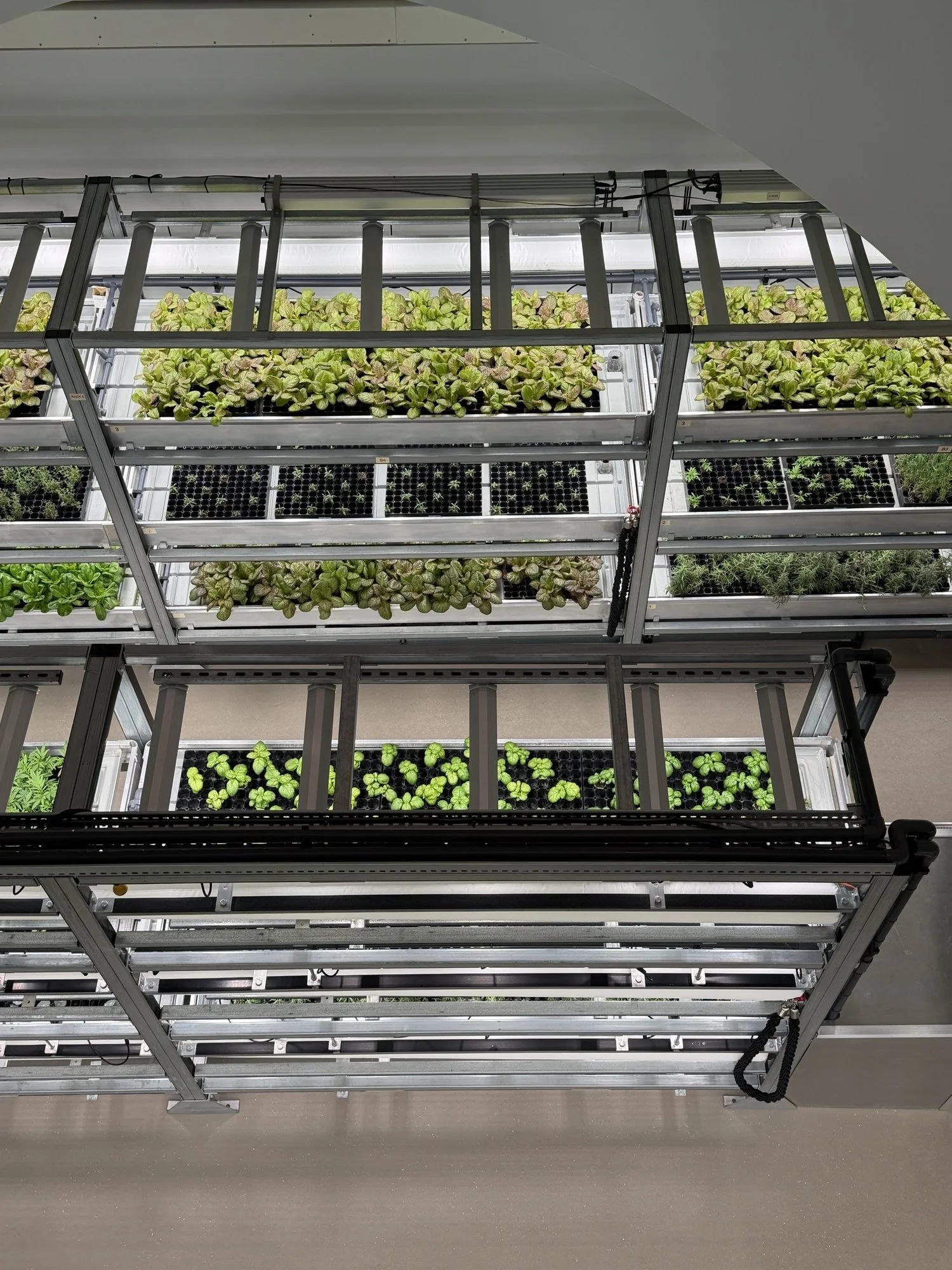 Square Mile Farms vertical farming system at The Orangery, London