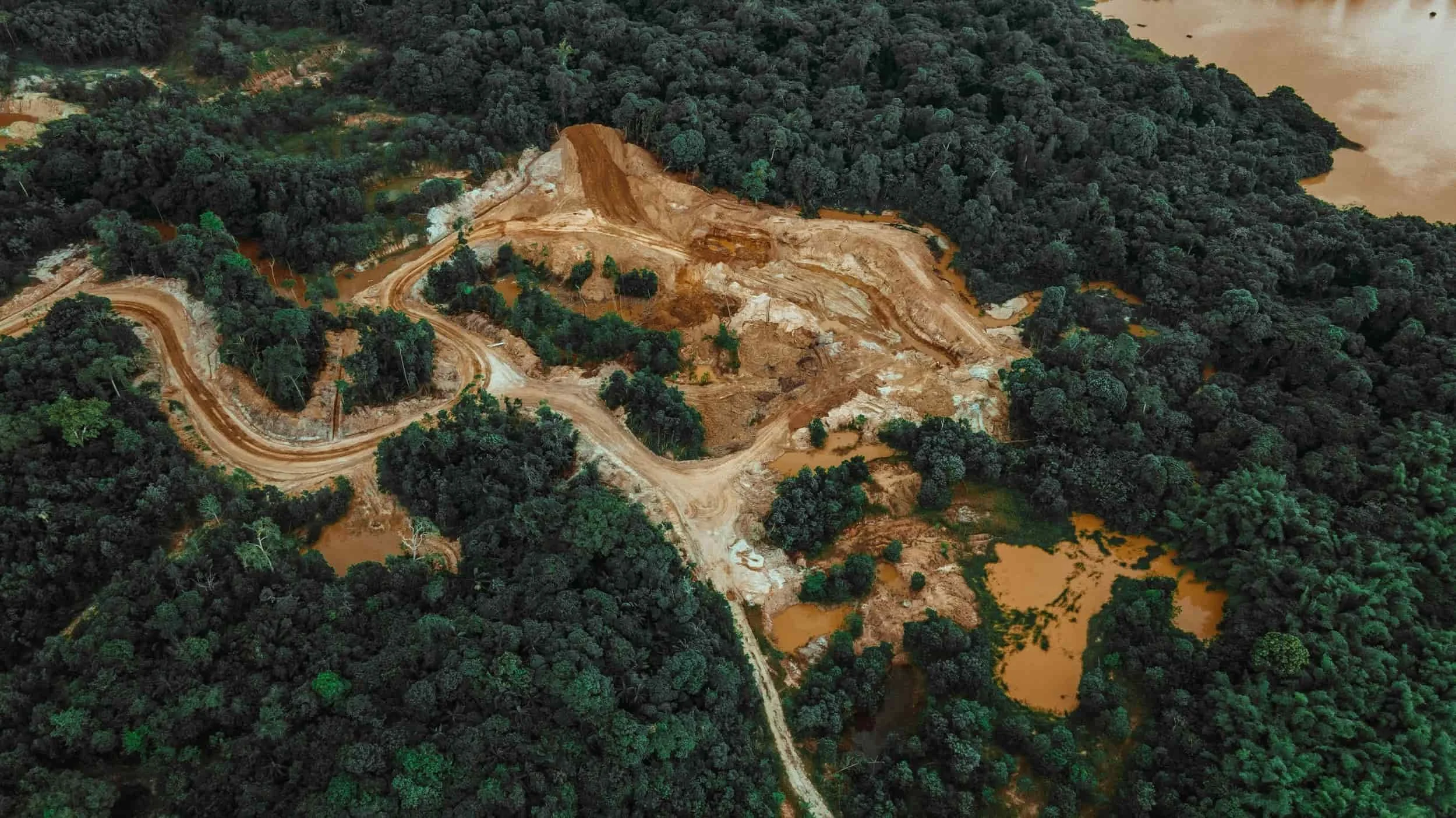 Image of a forest and deforestation